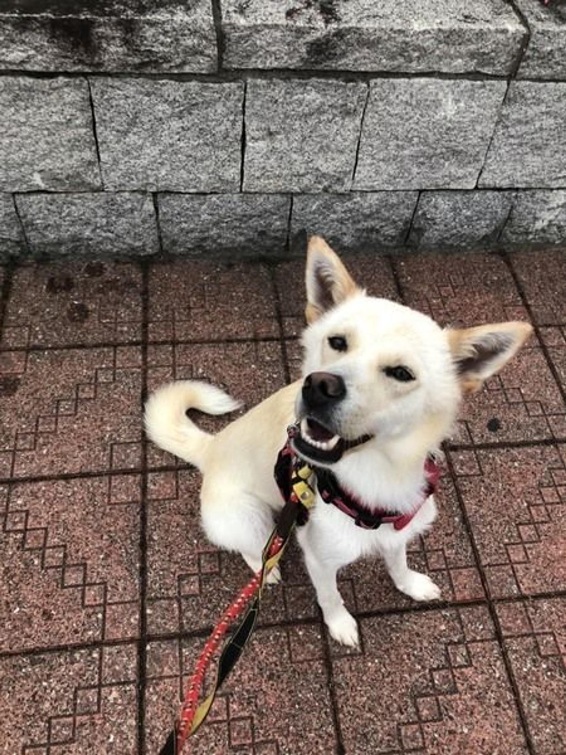 pet-image-2