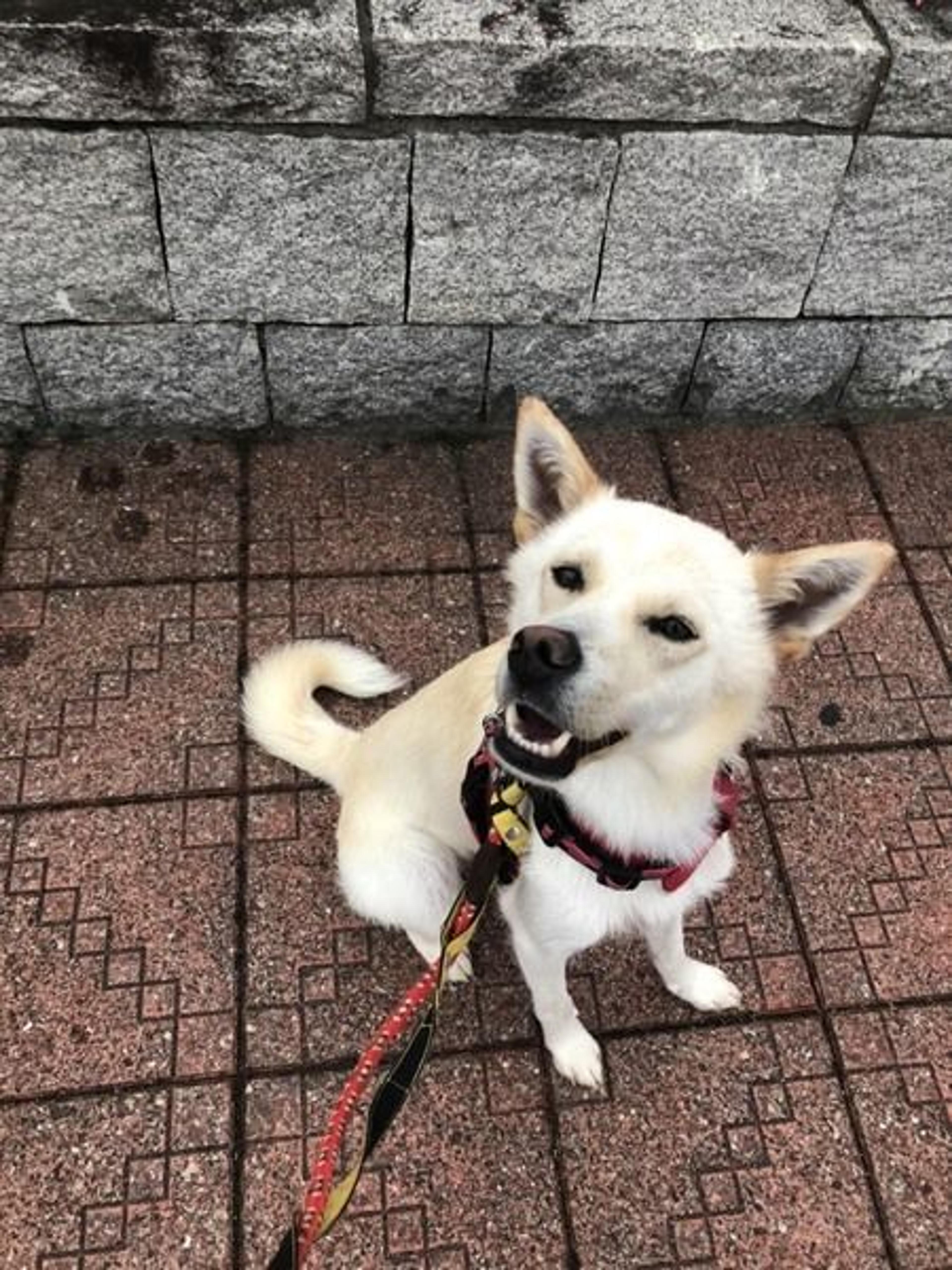 pet-image-2
