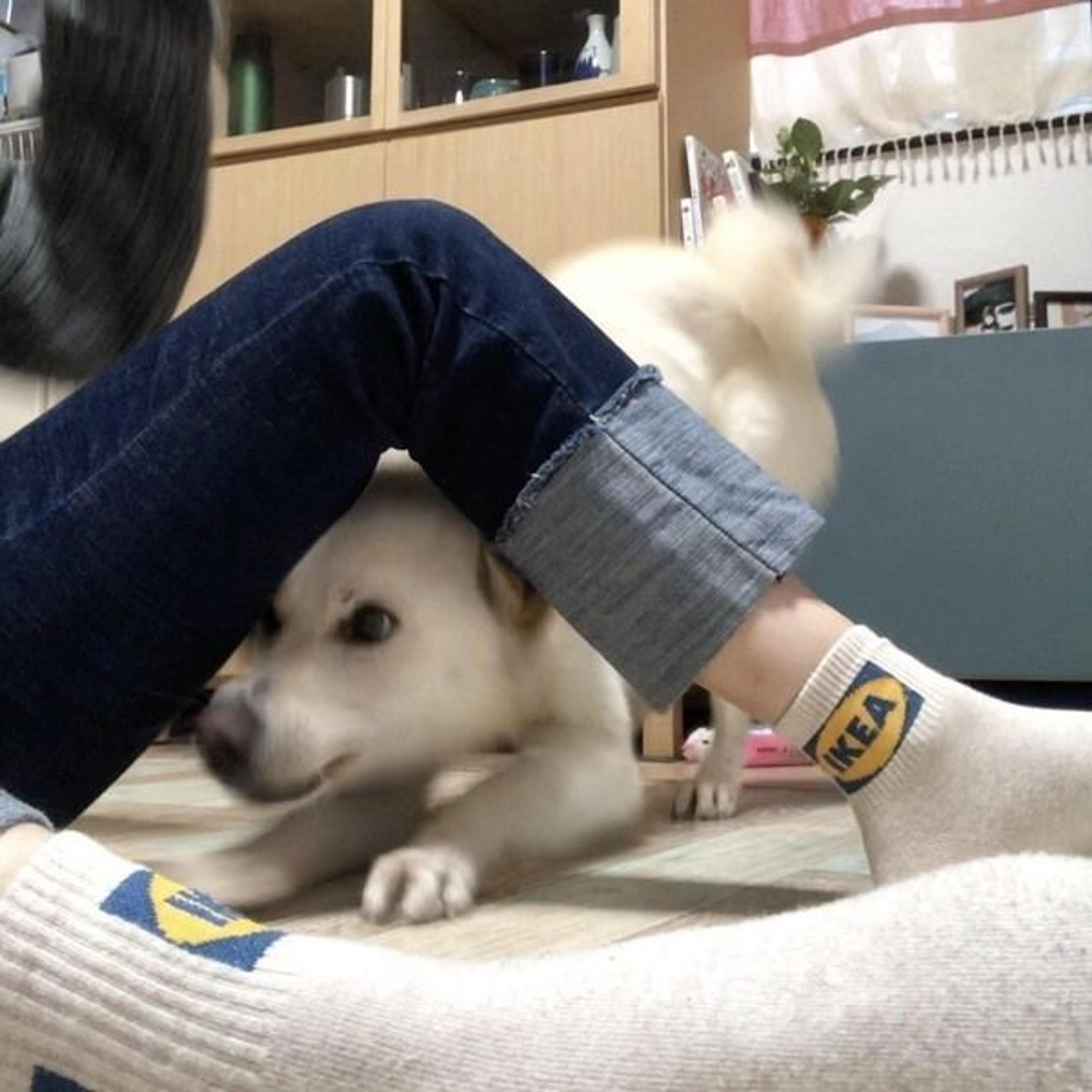 pet-image-6