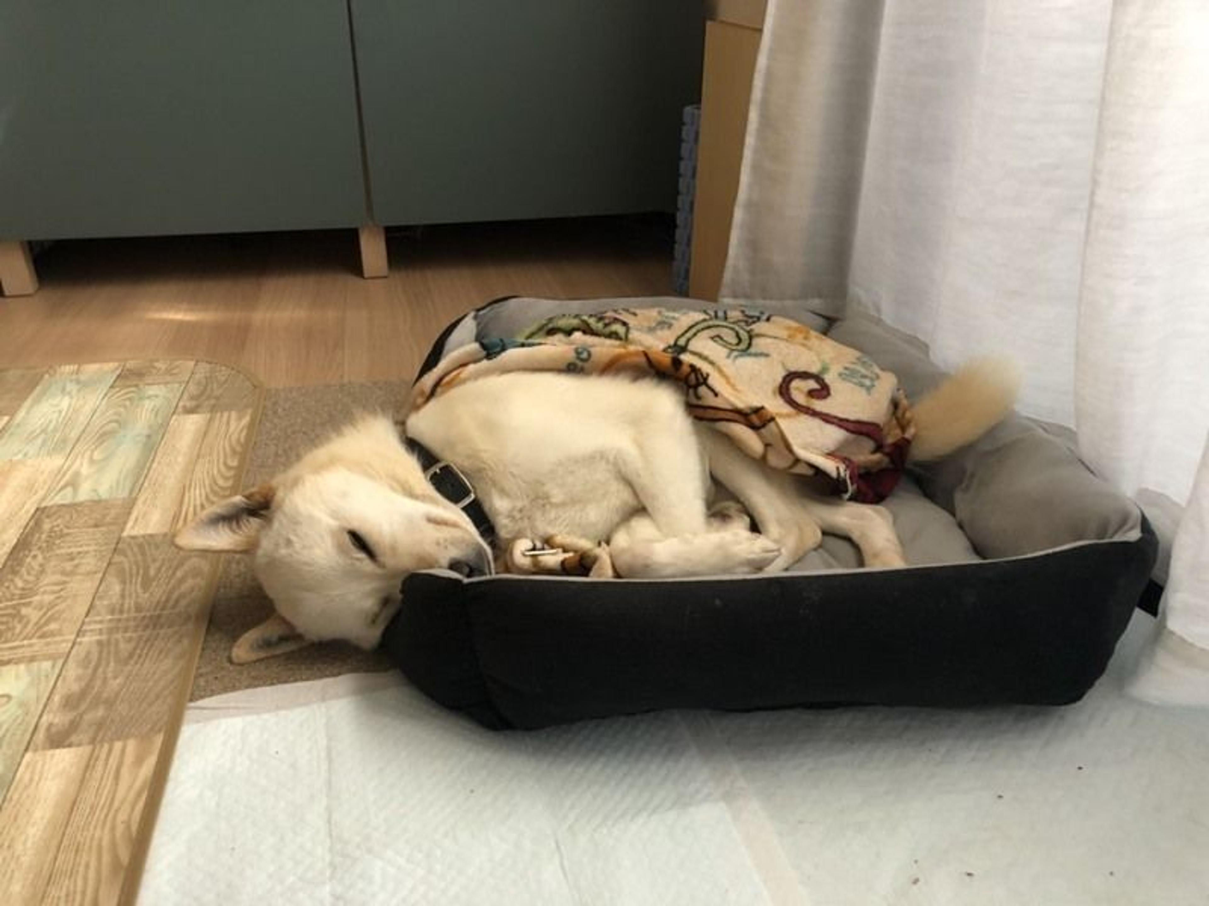 pet-image-7