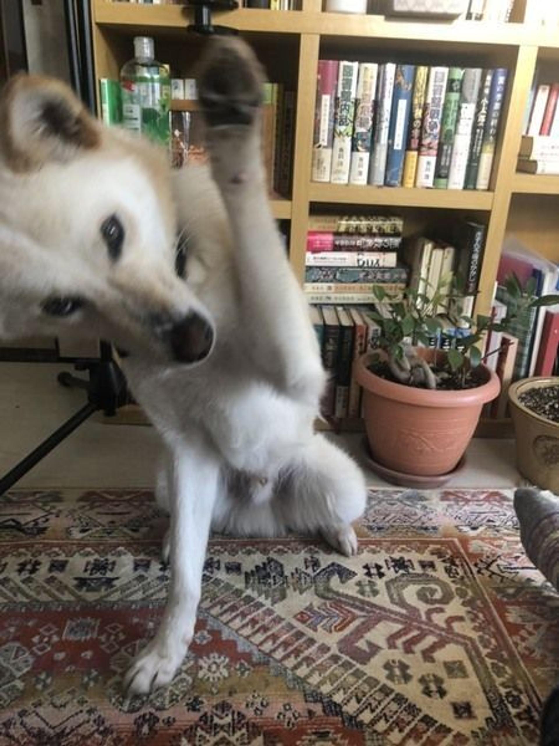 pet-image-8