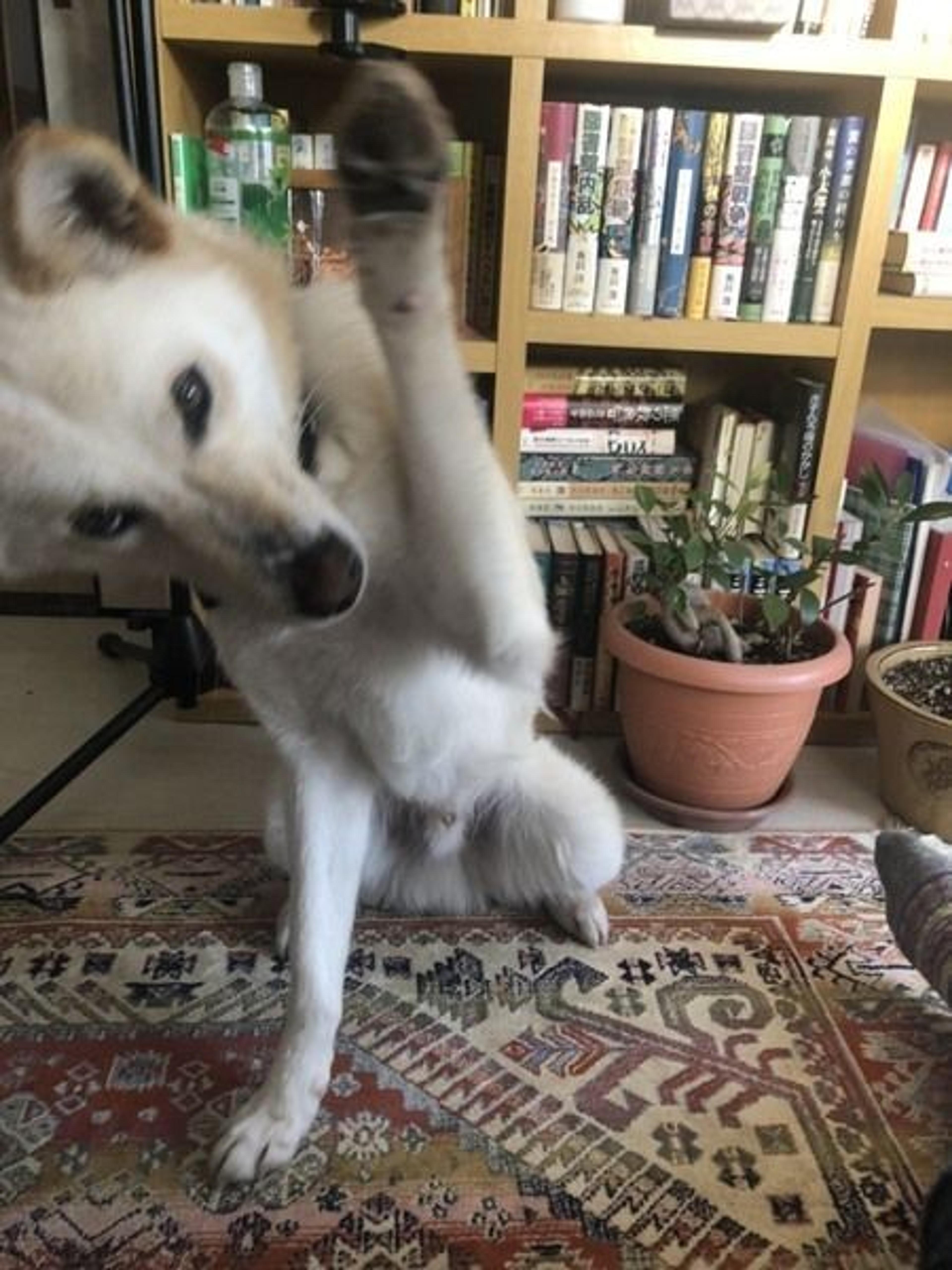 pet-image-8