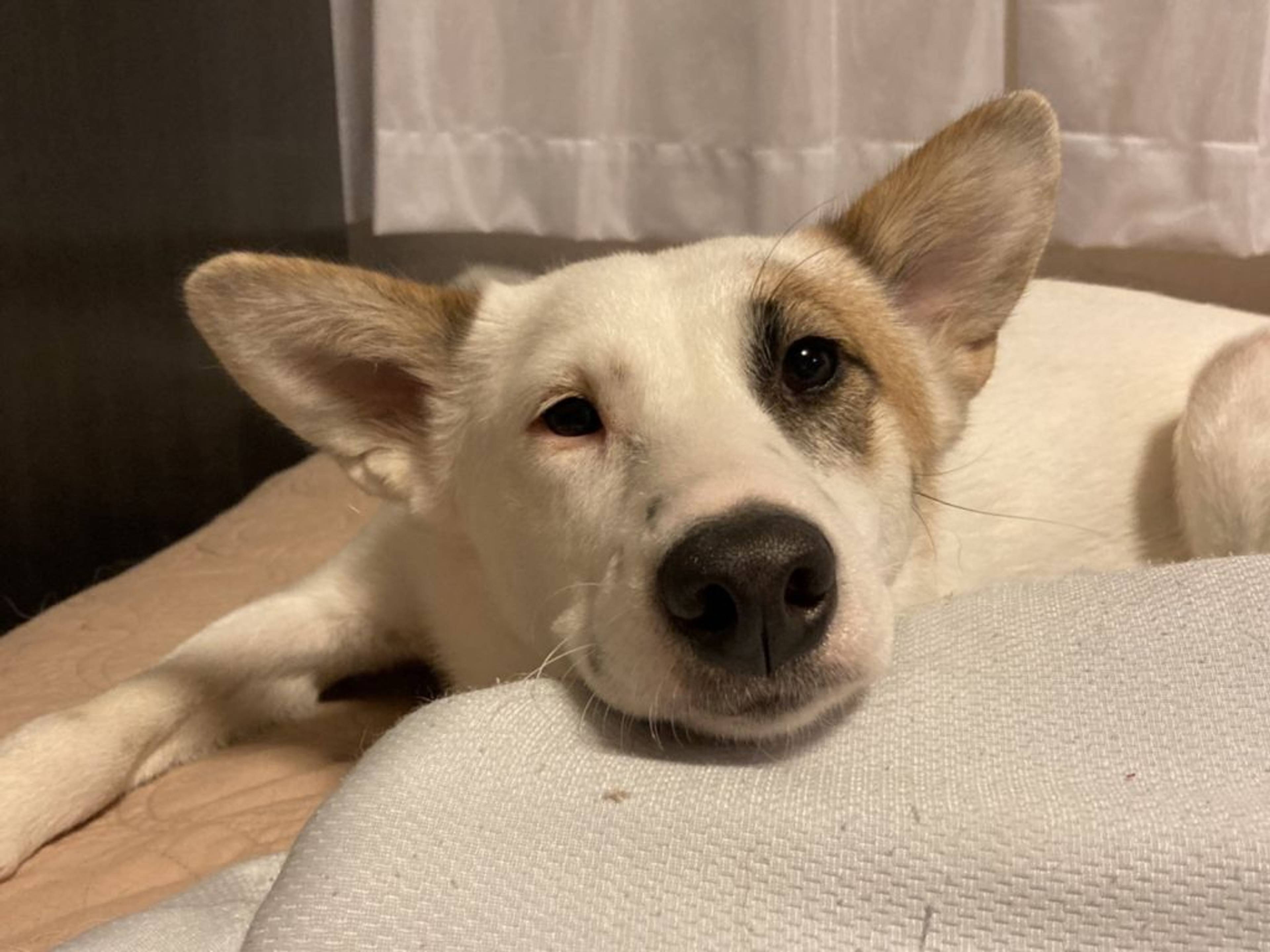 雑種（ミックス犬）・メスの里親募集の写真