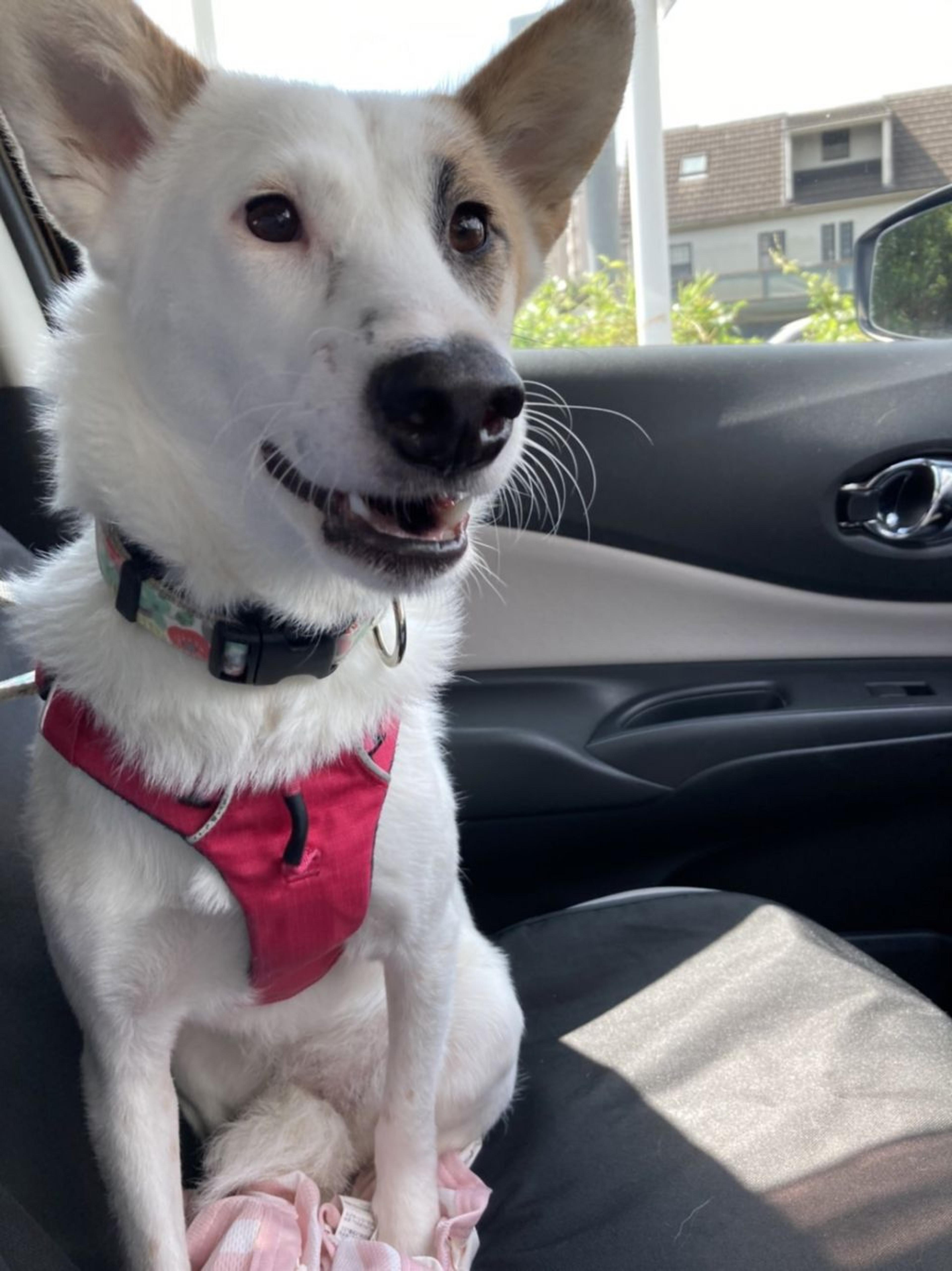pet-image-2