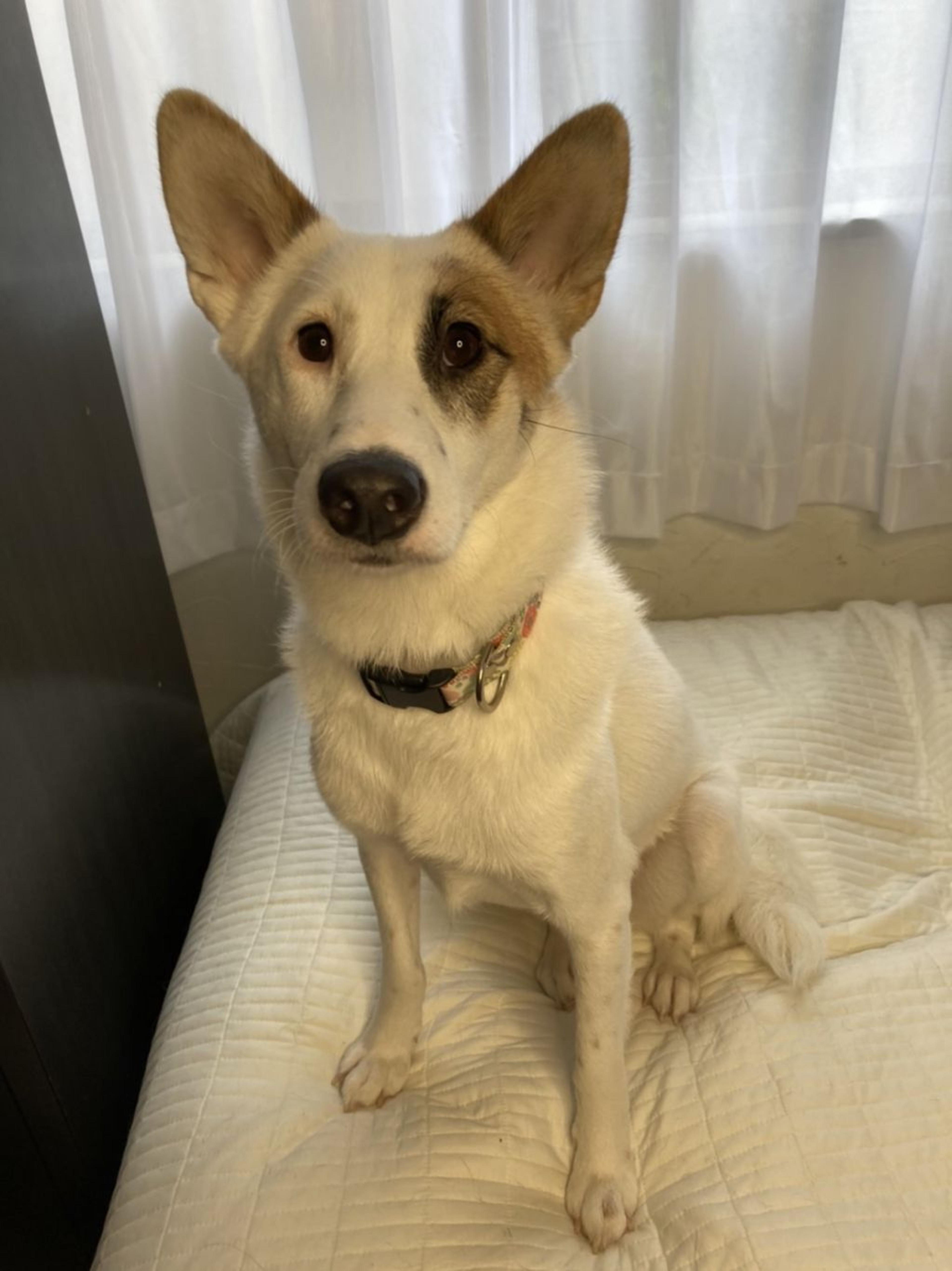 pet-image-3