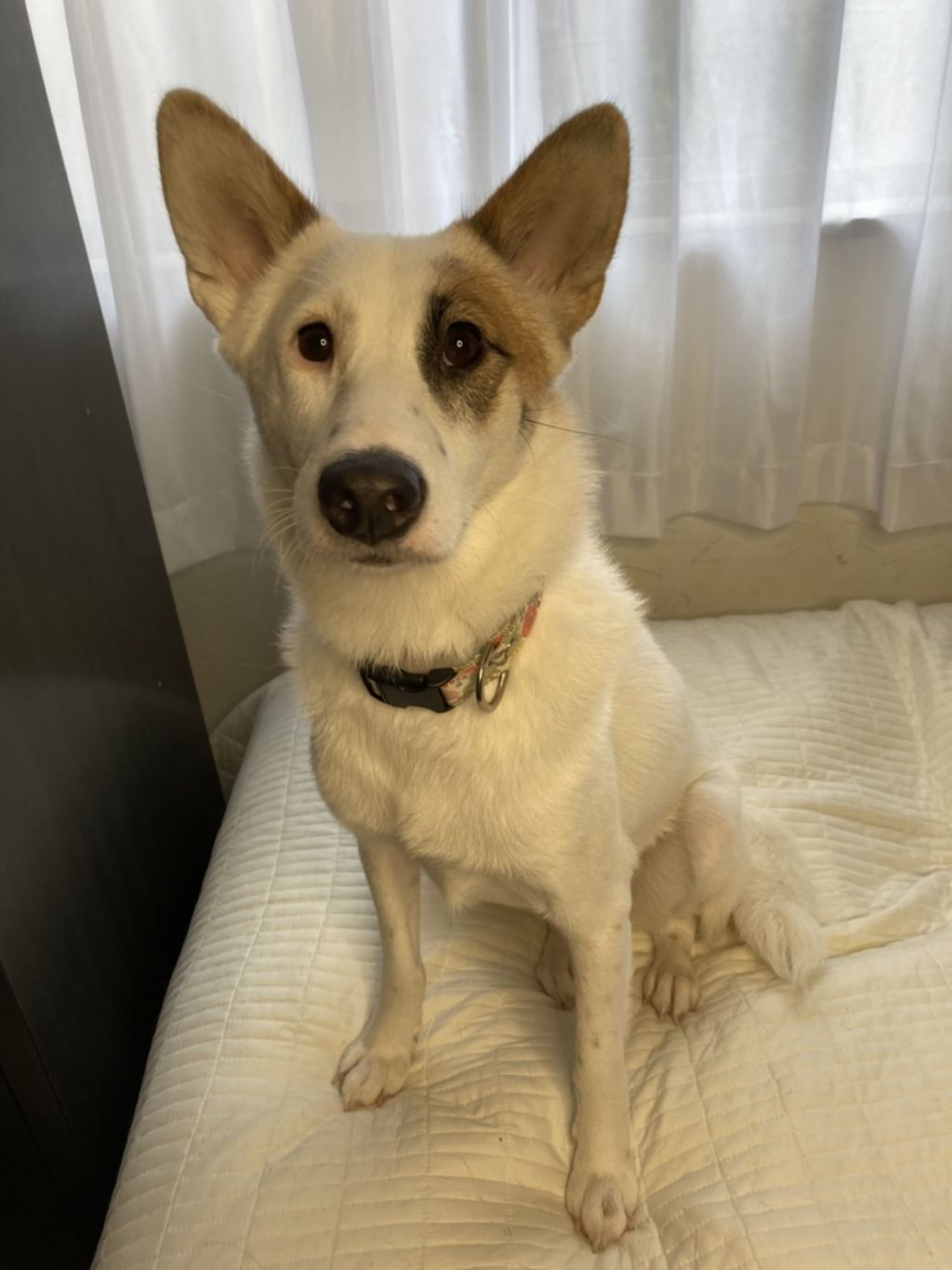 pet-image-3