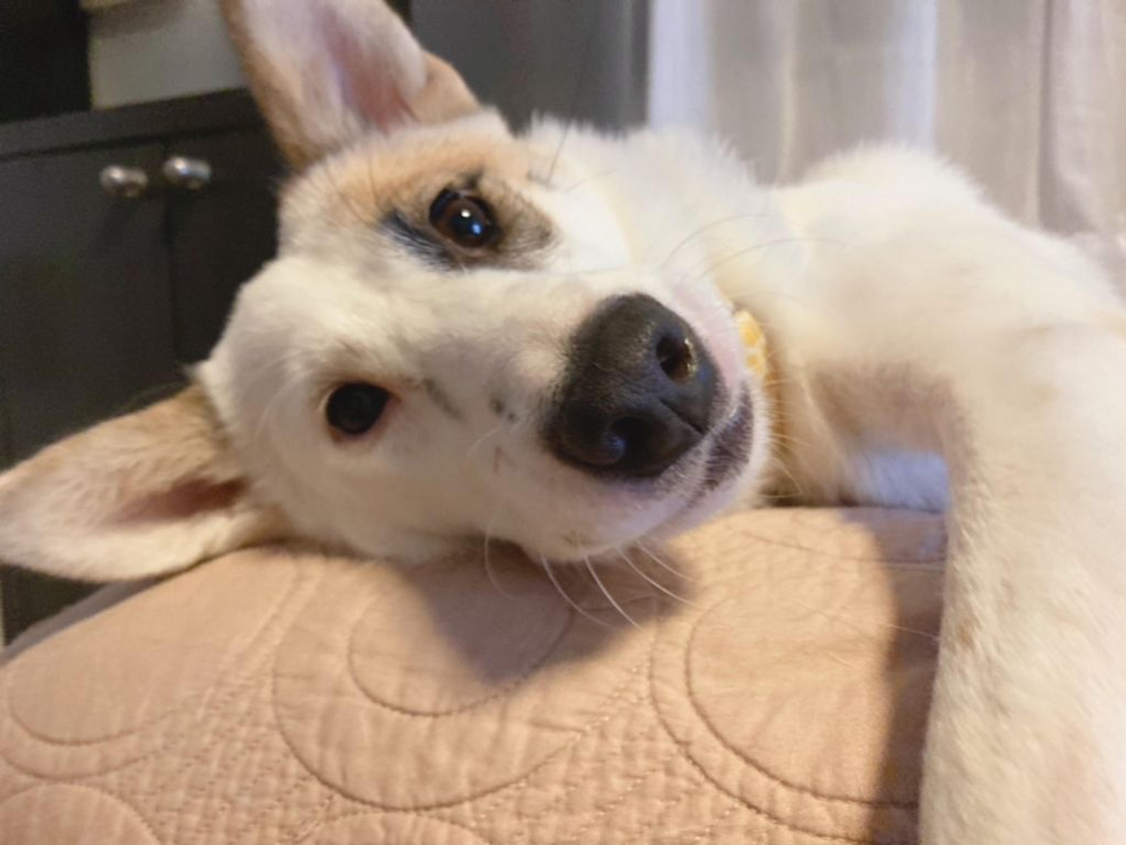 pet-image-4