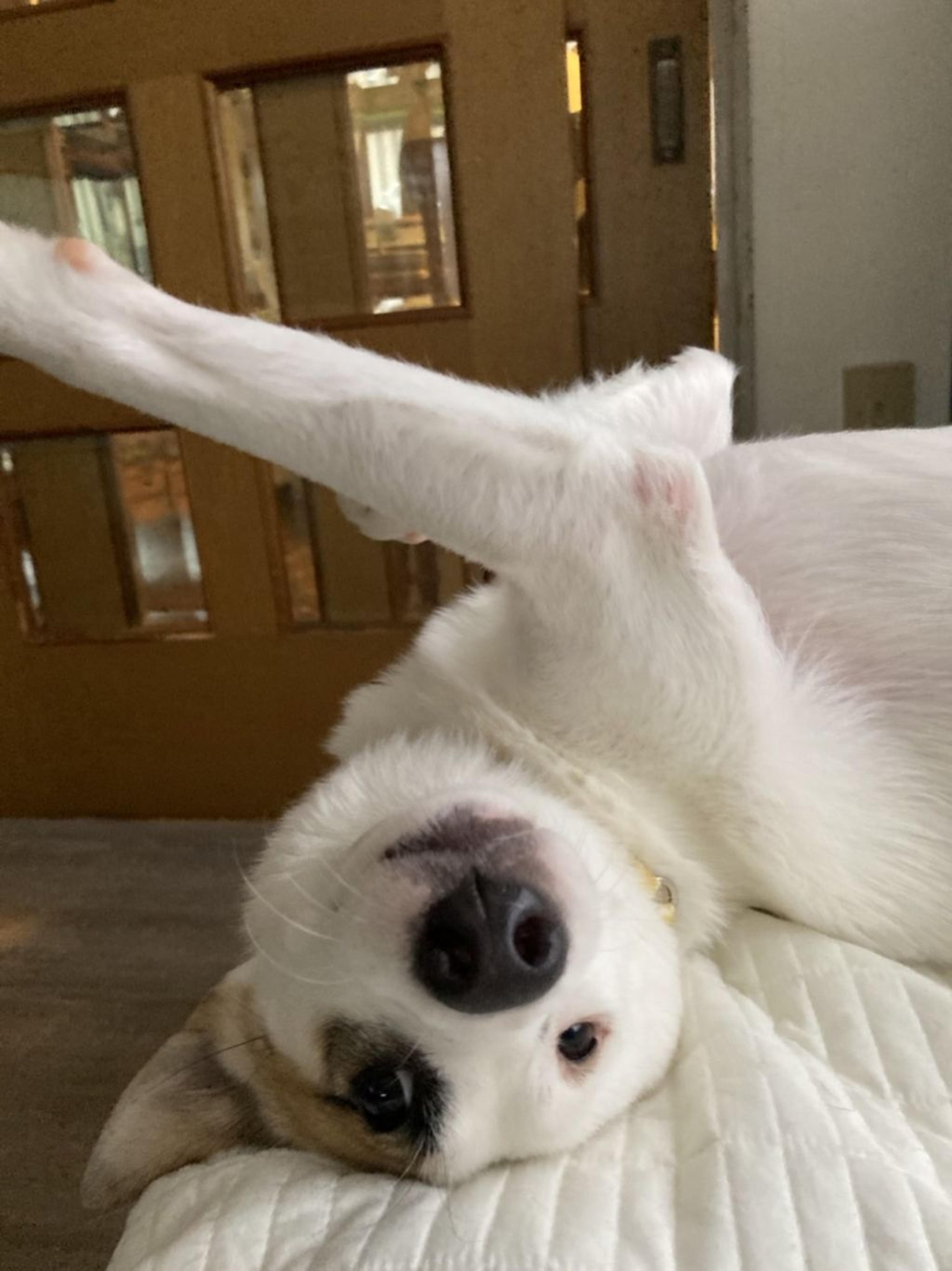 pet-image-6