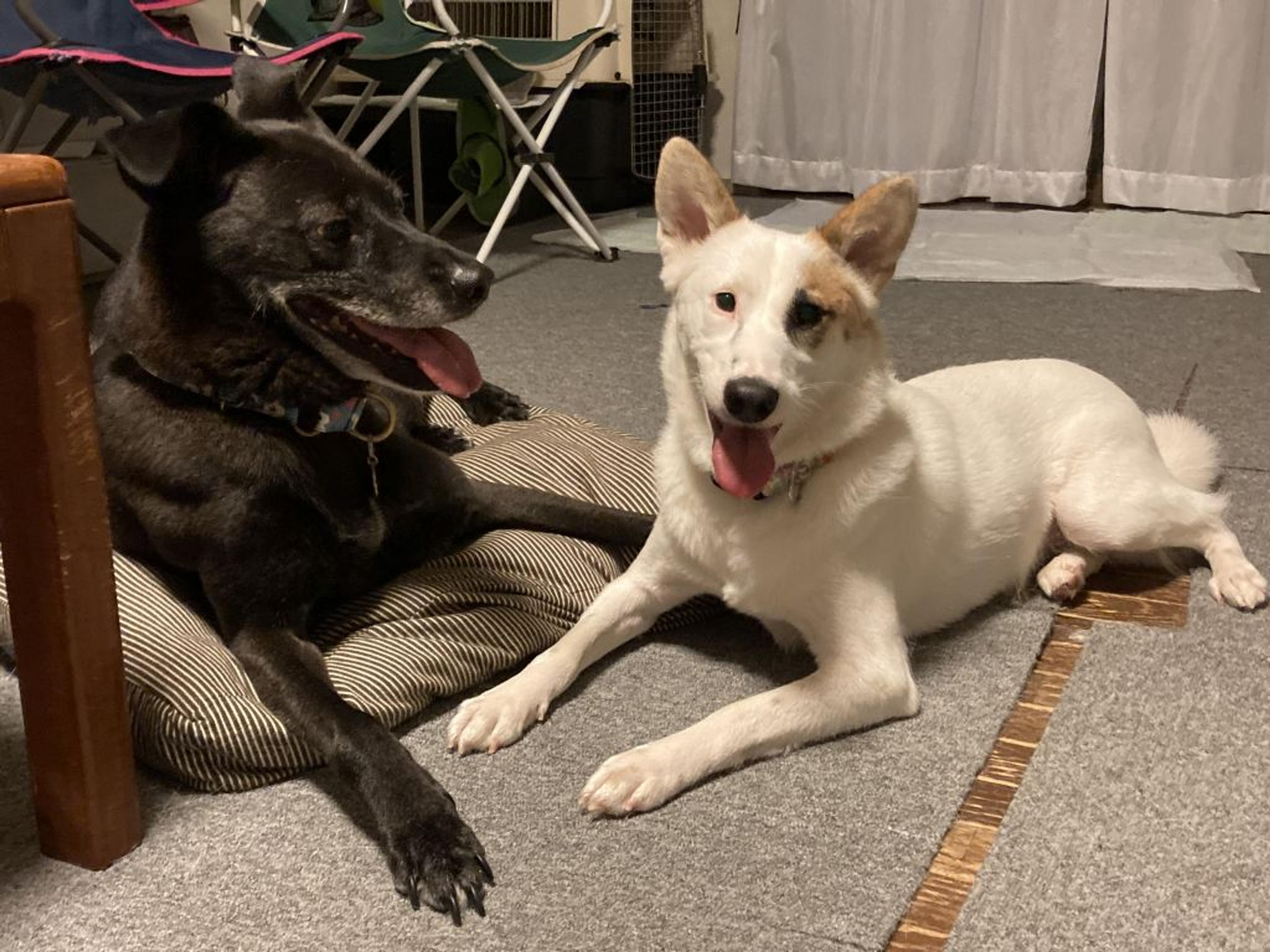 pet-image-8