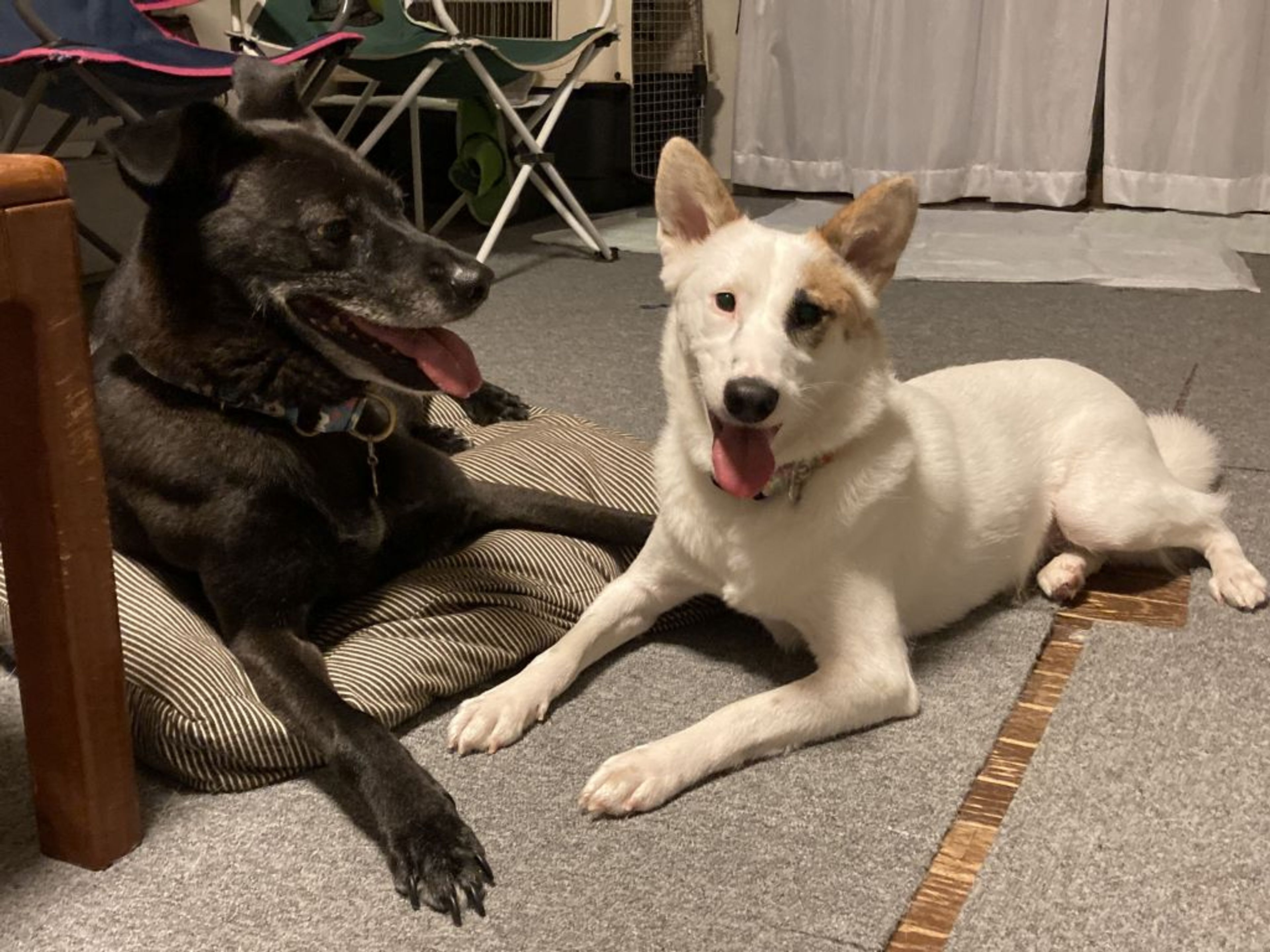 pet-image-8