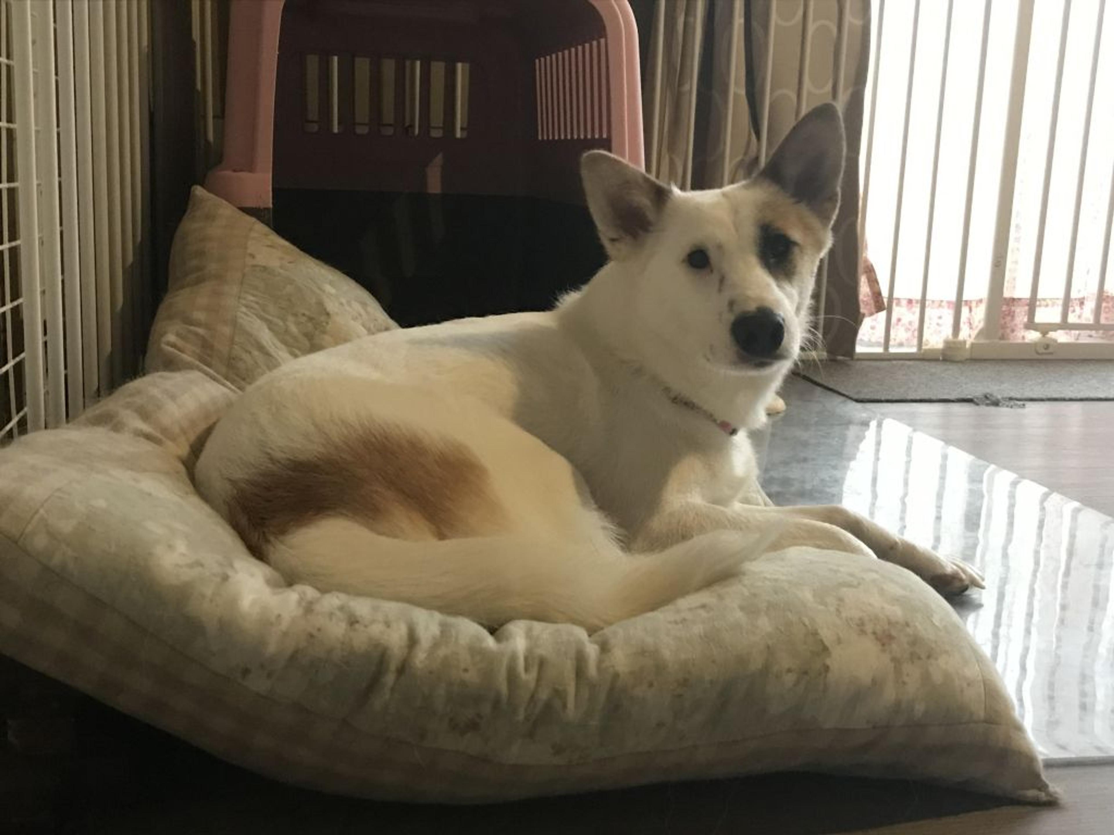 pet-image-9