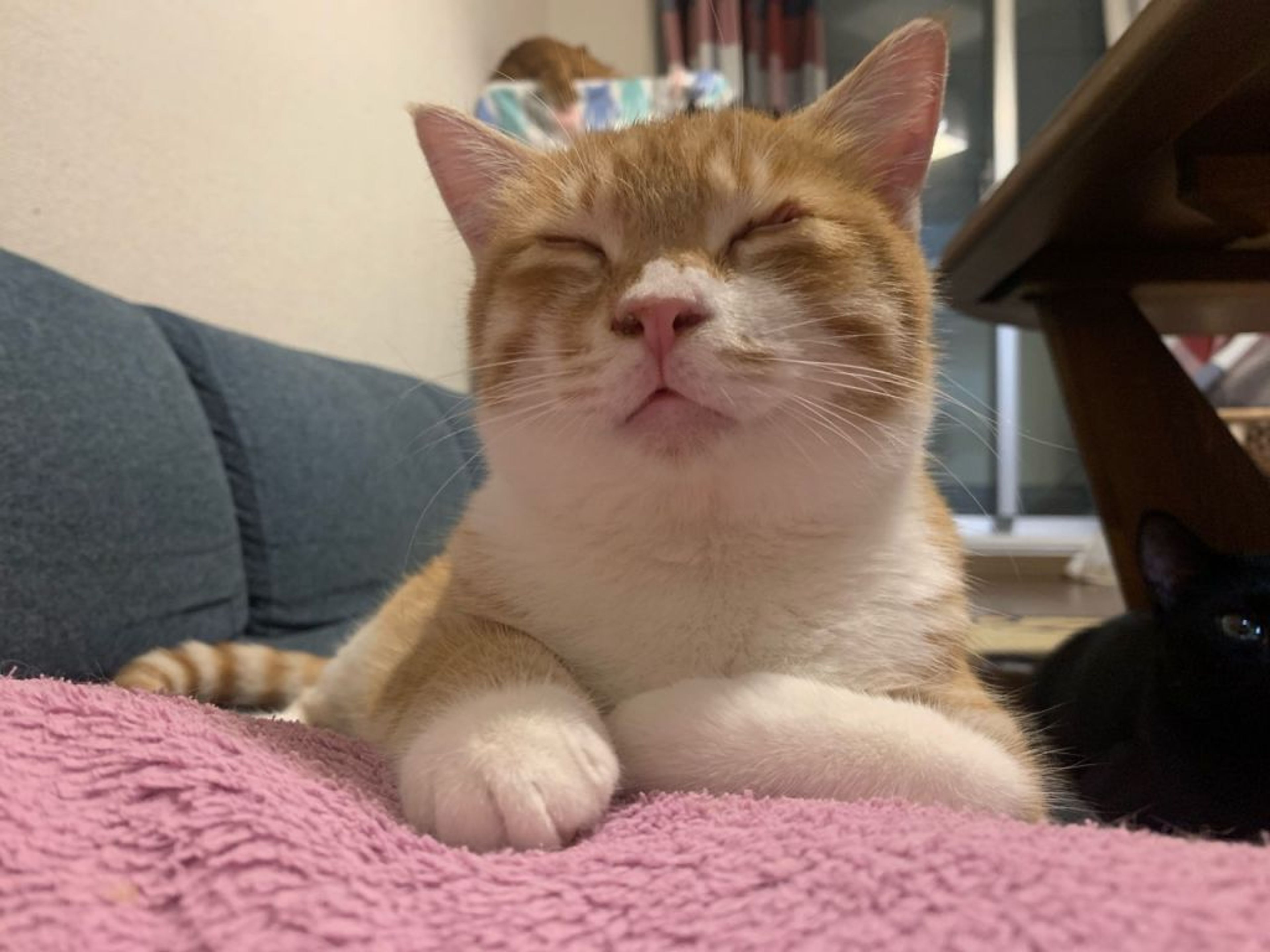 雑種（ミックス猫）・オスの里親募集の写真