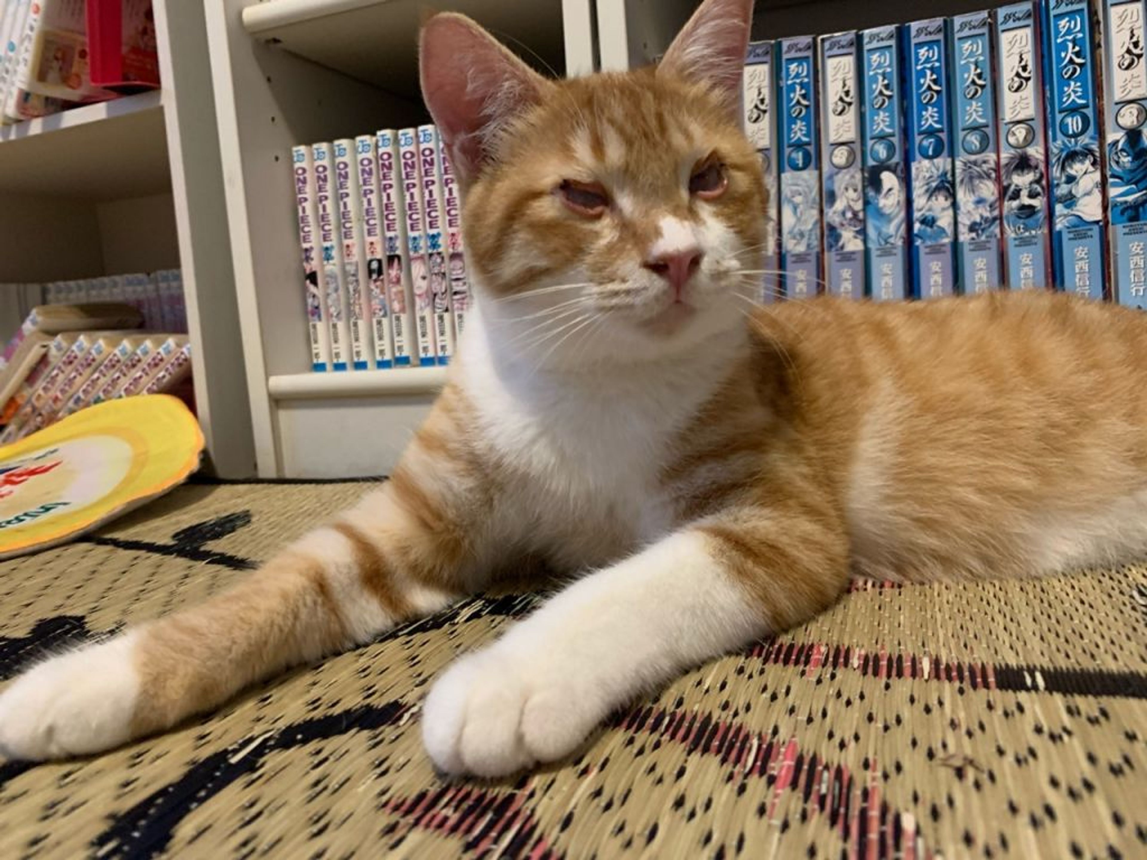 pet-image-2