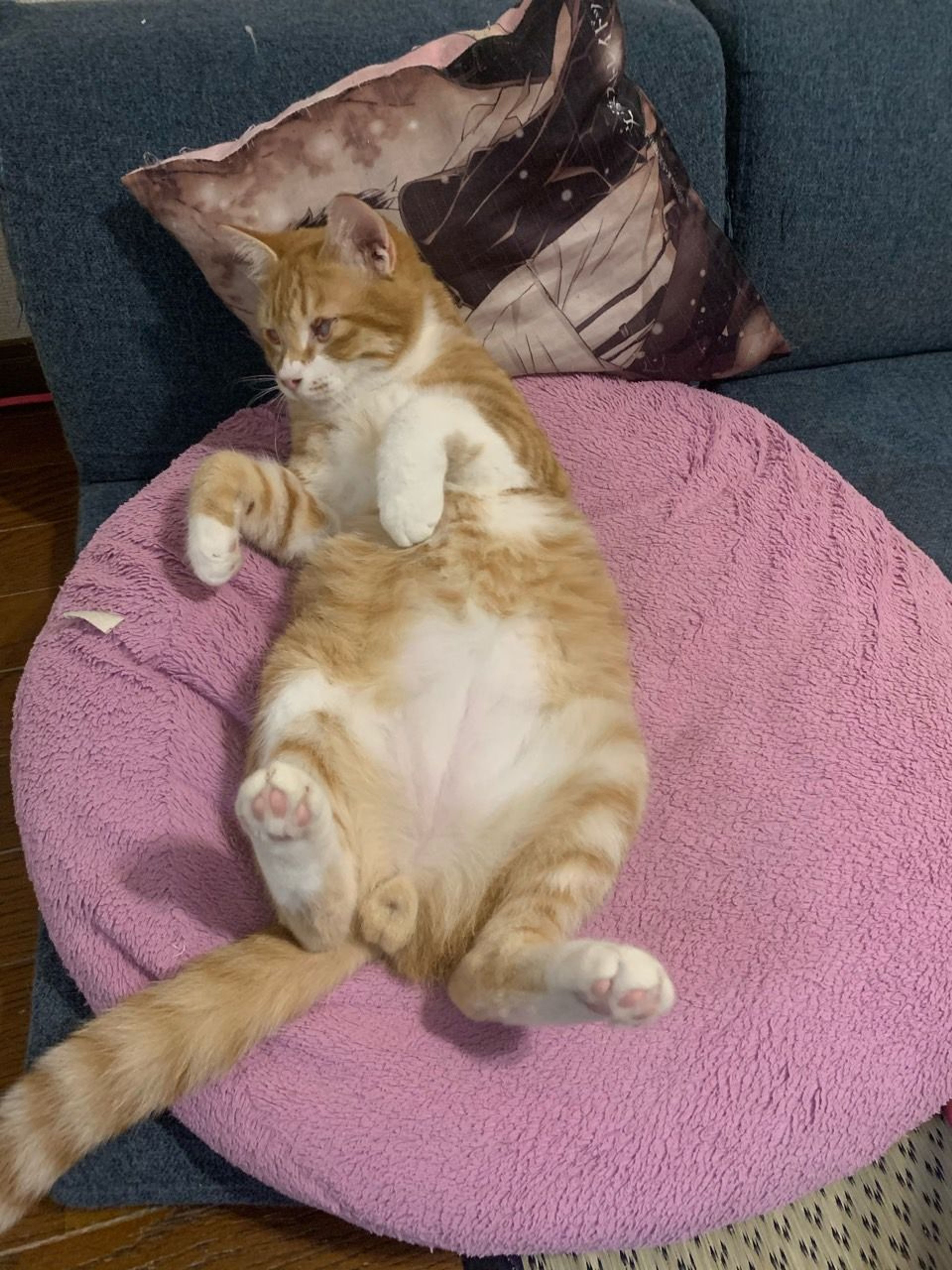 pet-image-3