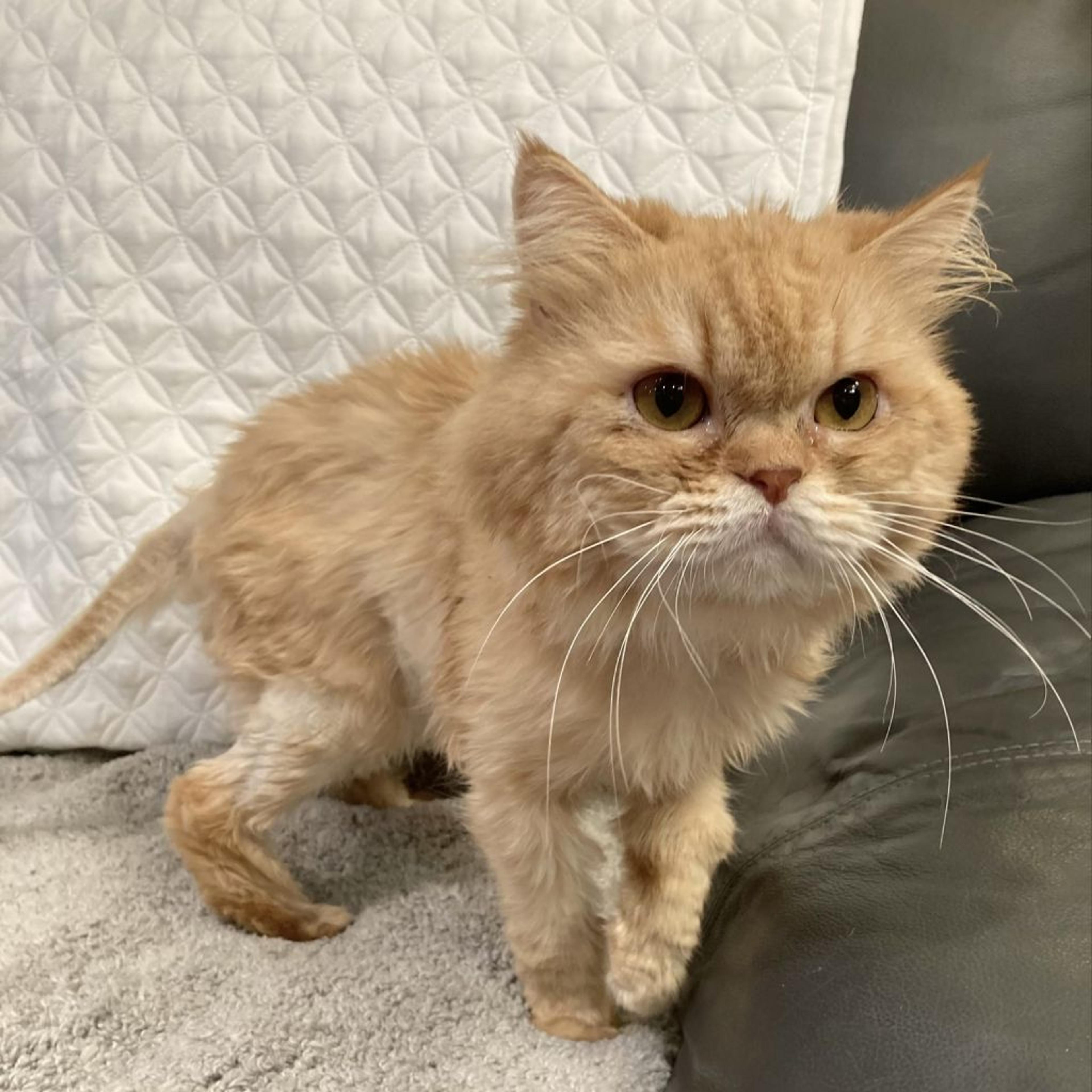 pet-image-2
