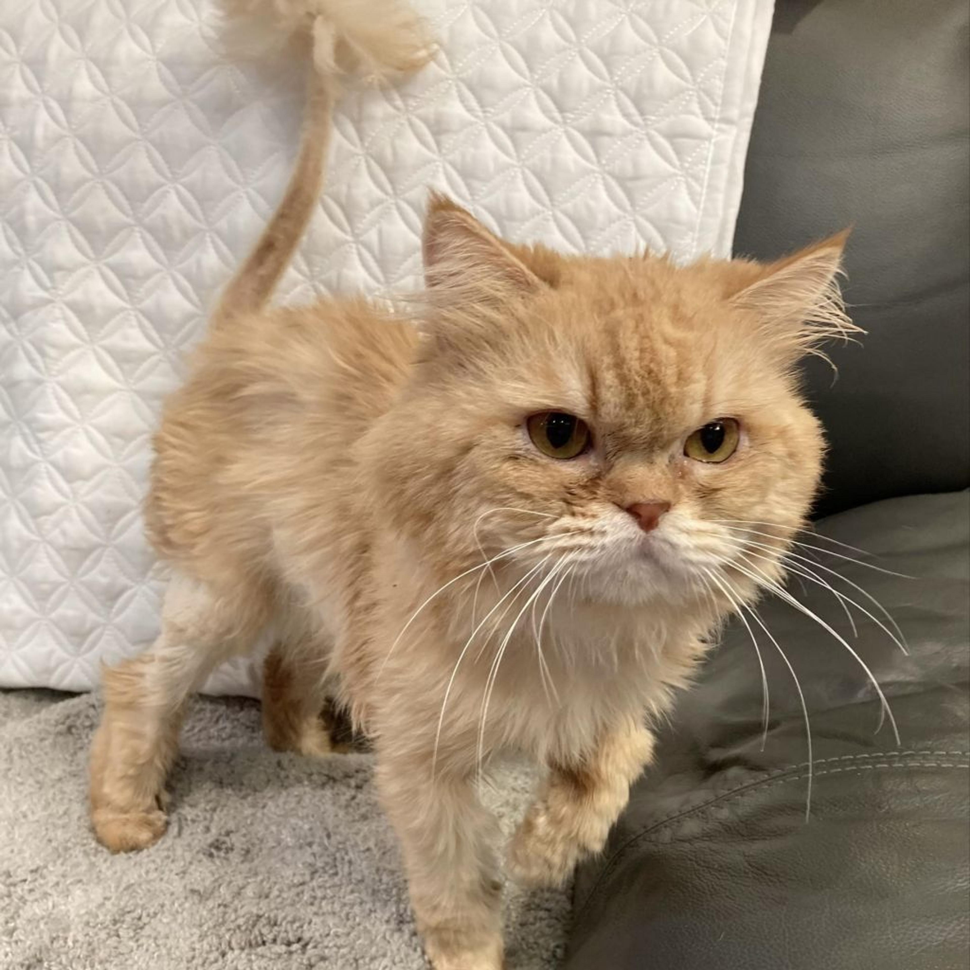 pet-image-3