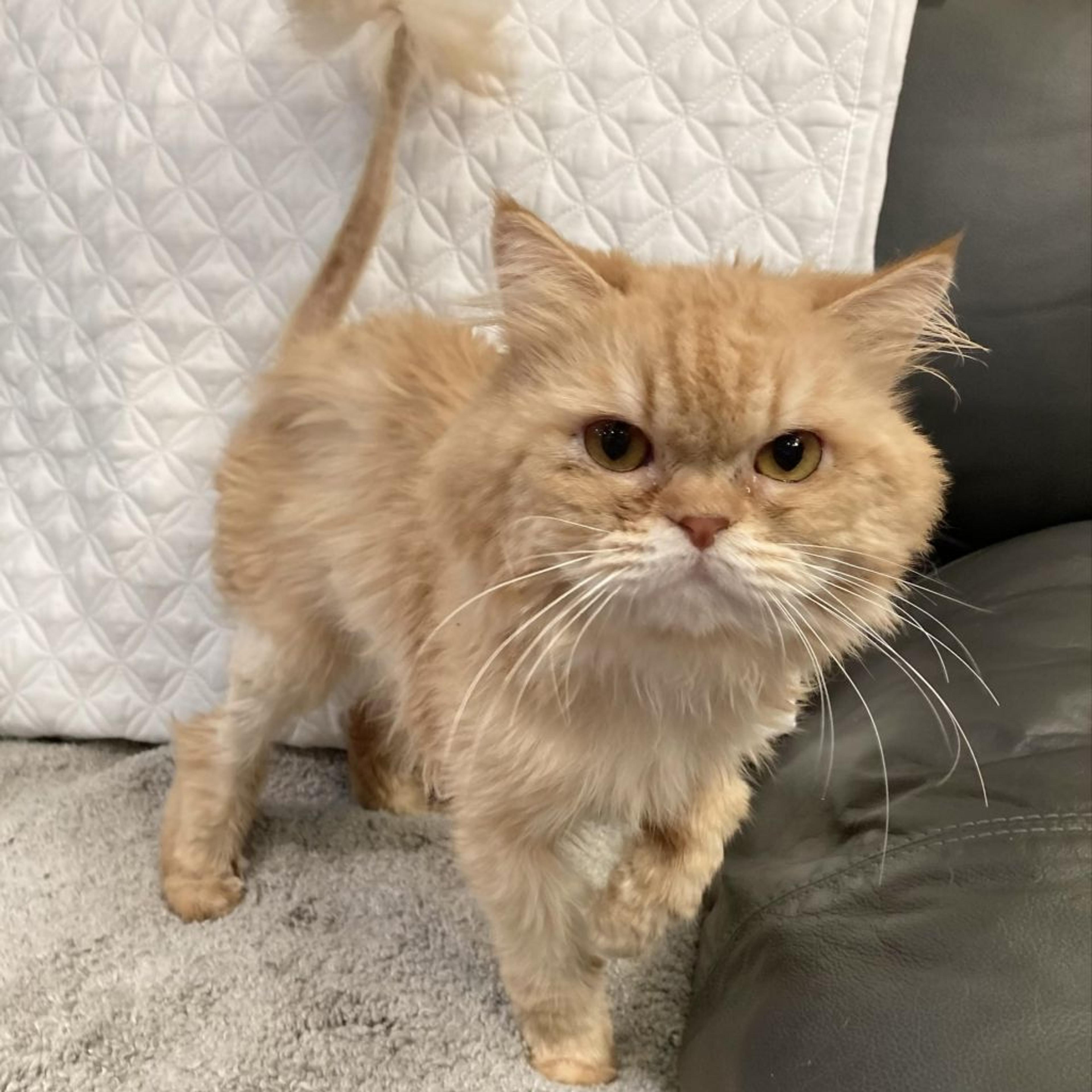 pet-image-4