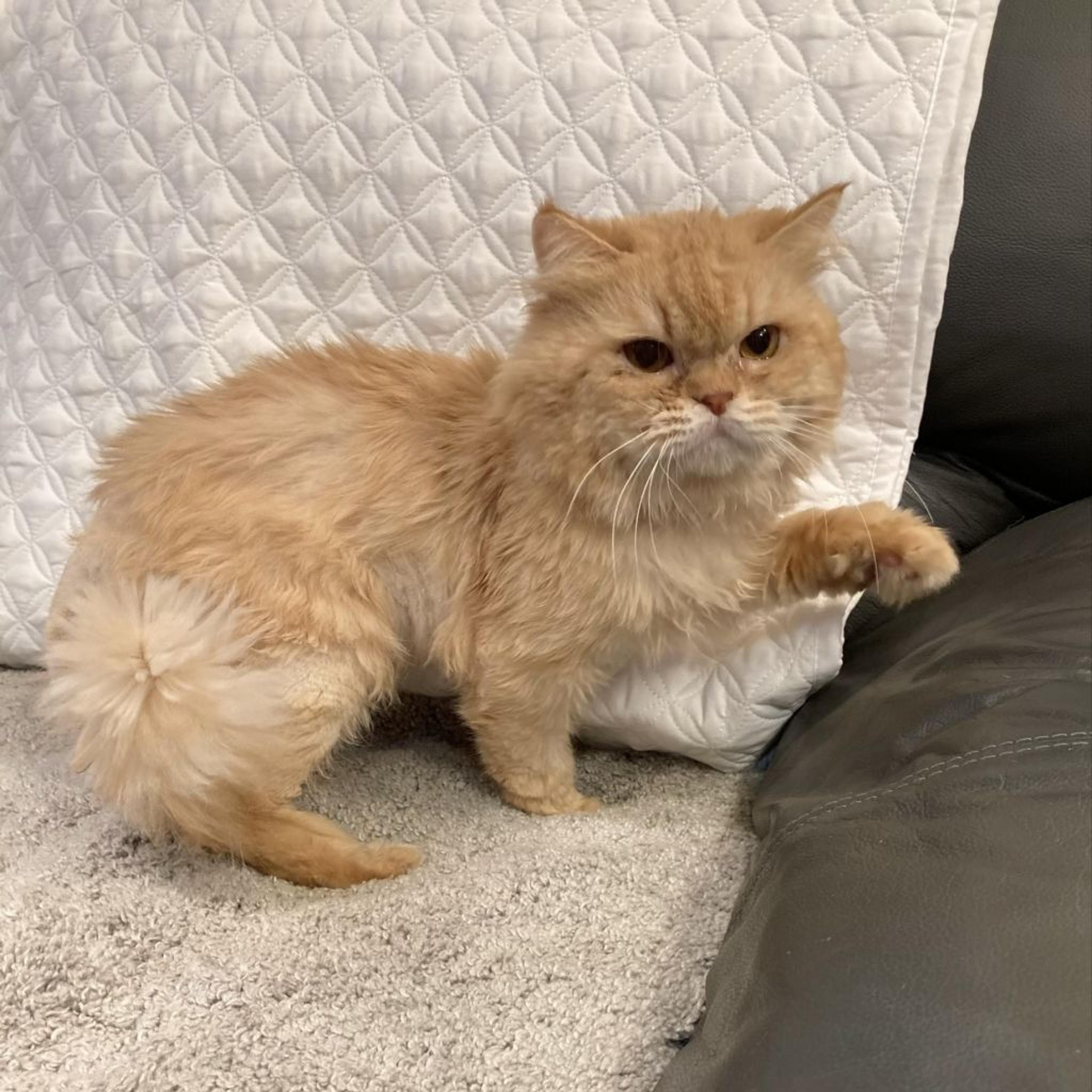 pet-image-5