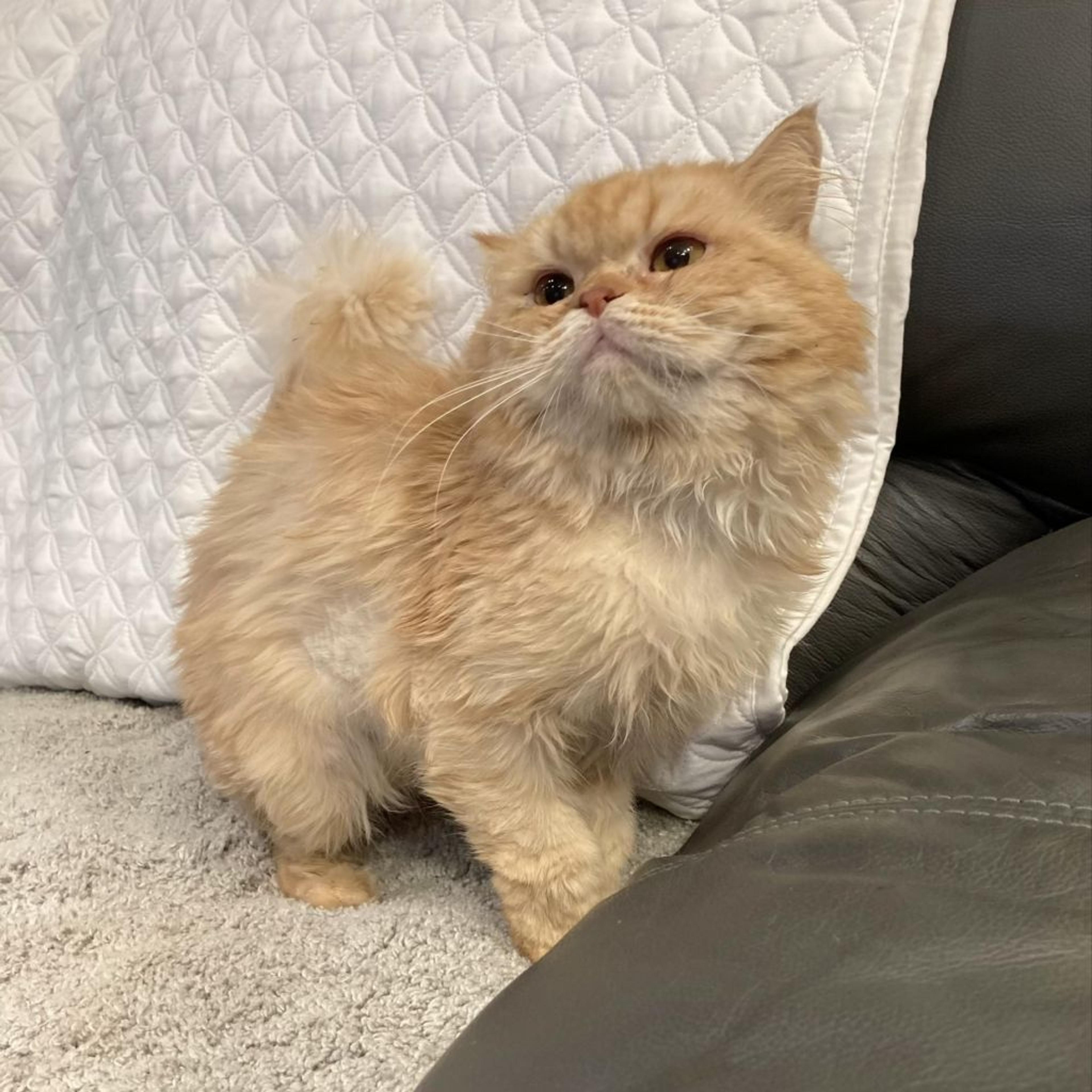 pet-image-6