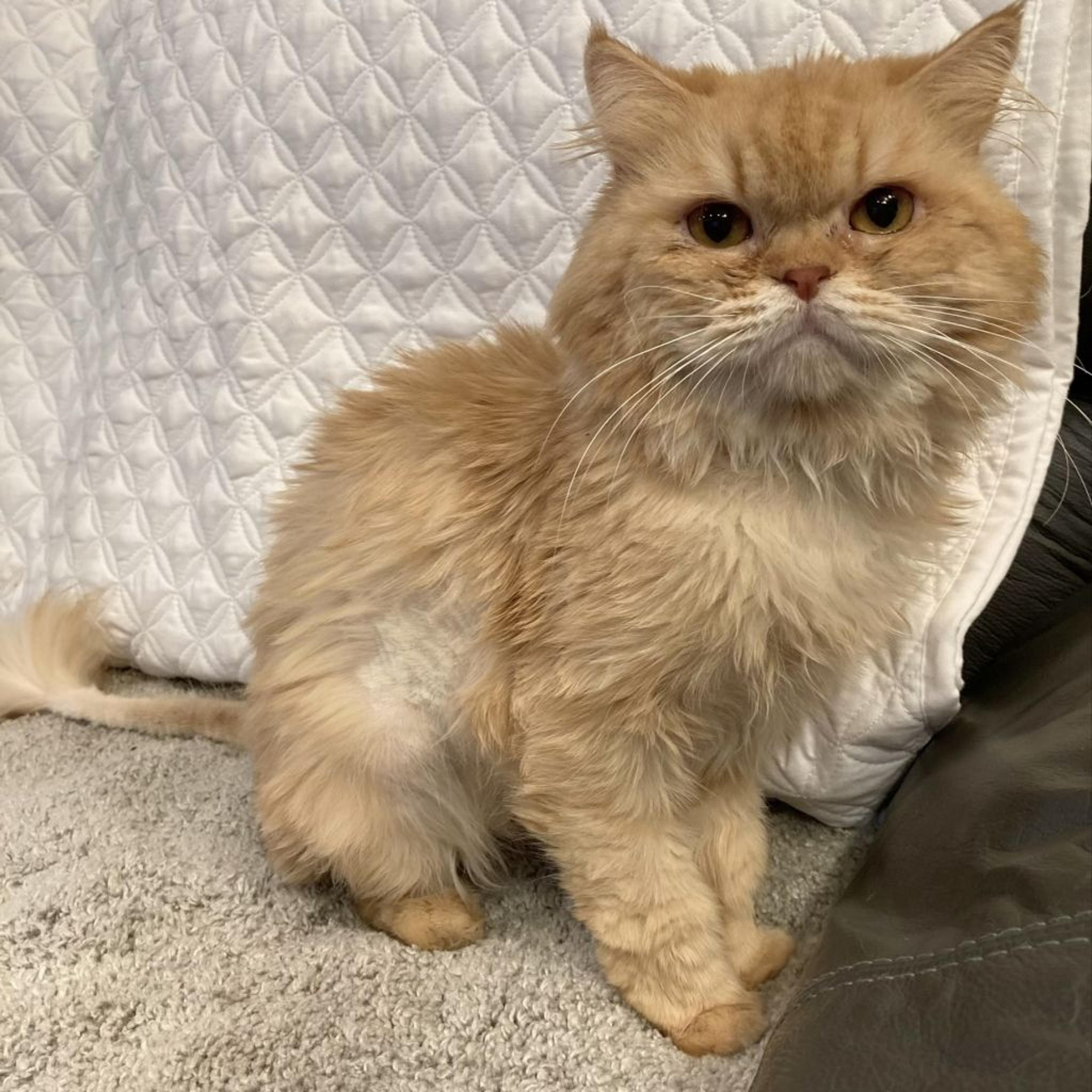 pet-image-8