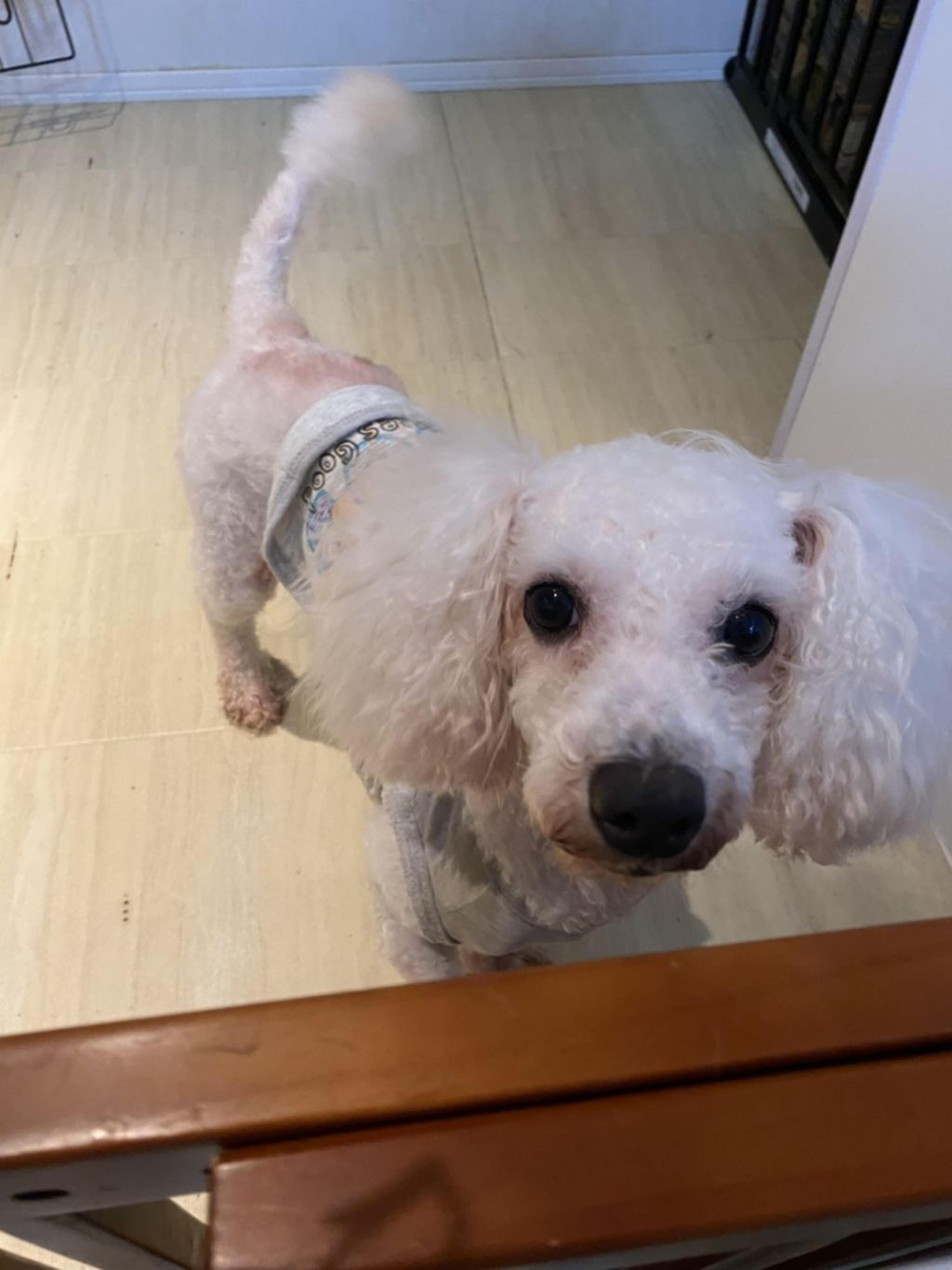 pet-image-2