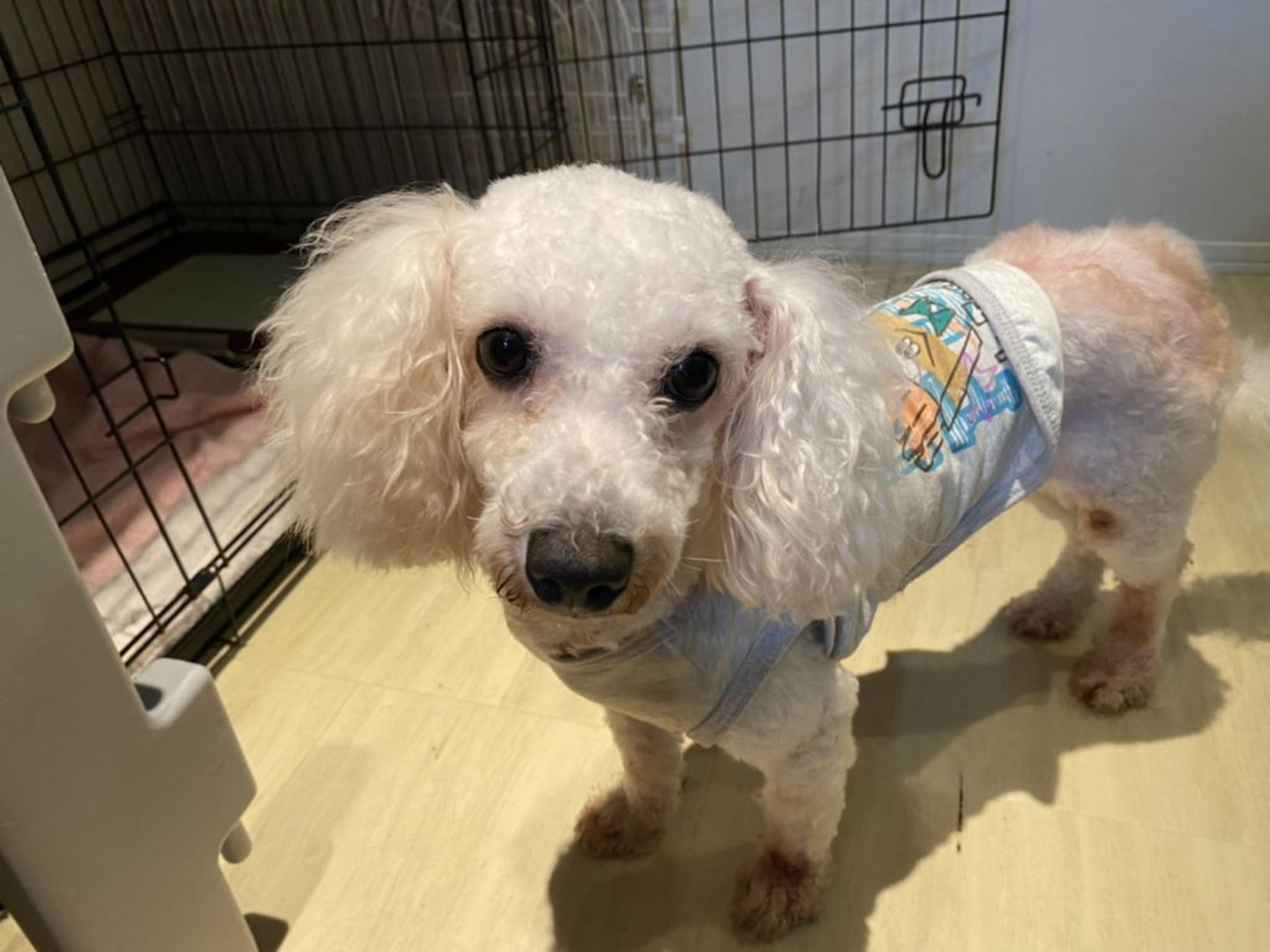 pet-image-3