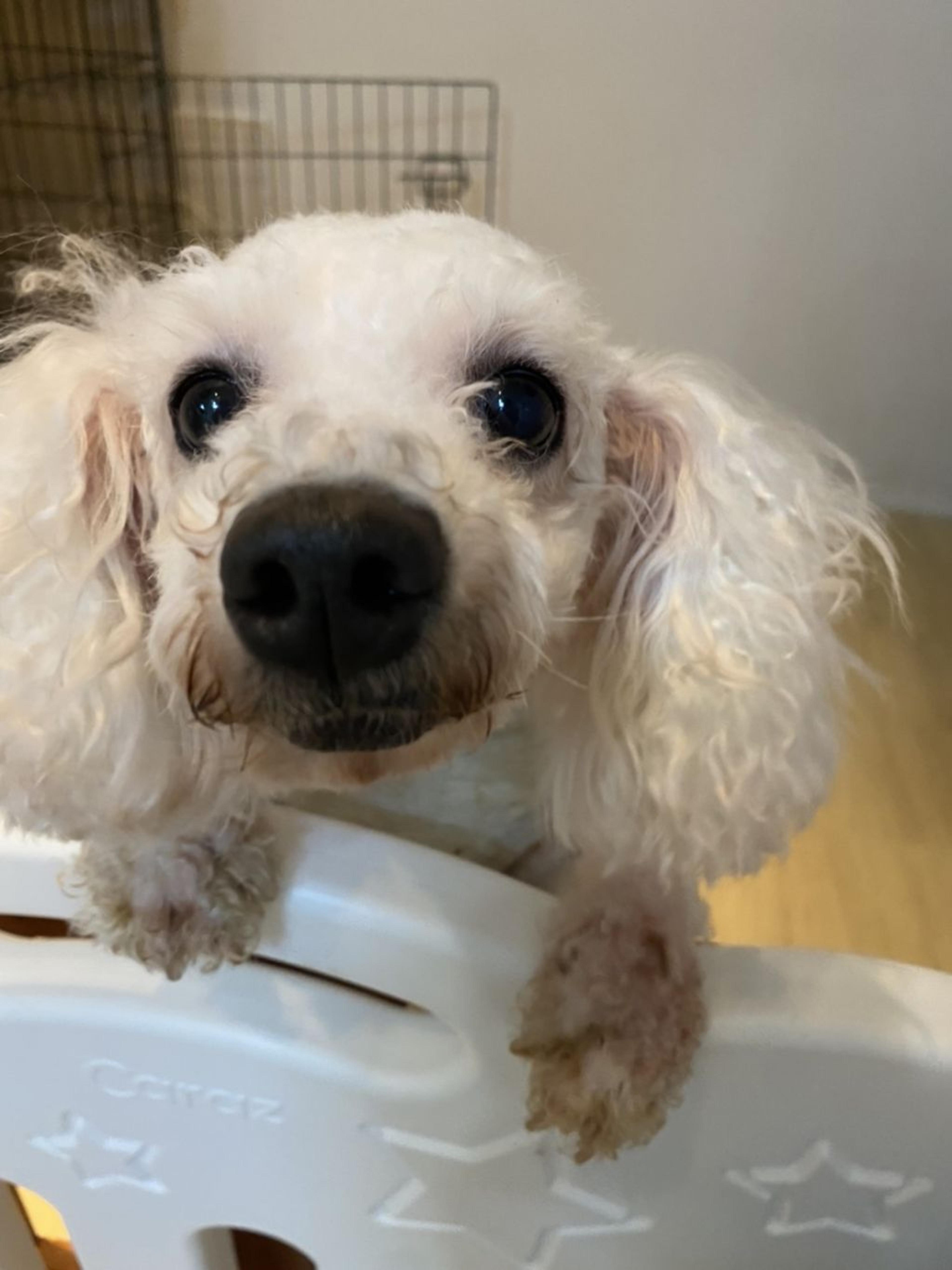 pet-image-4