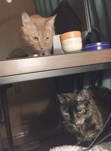 むぎ＆すずの写真