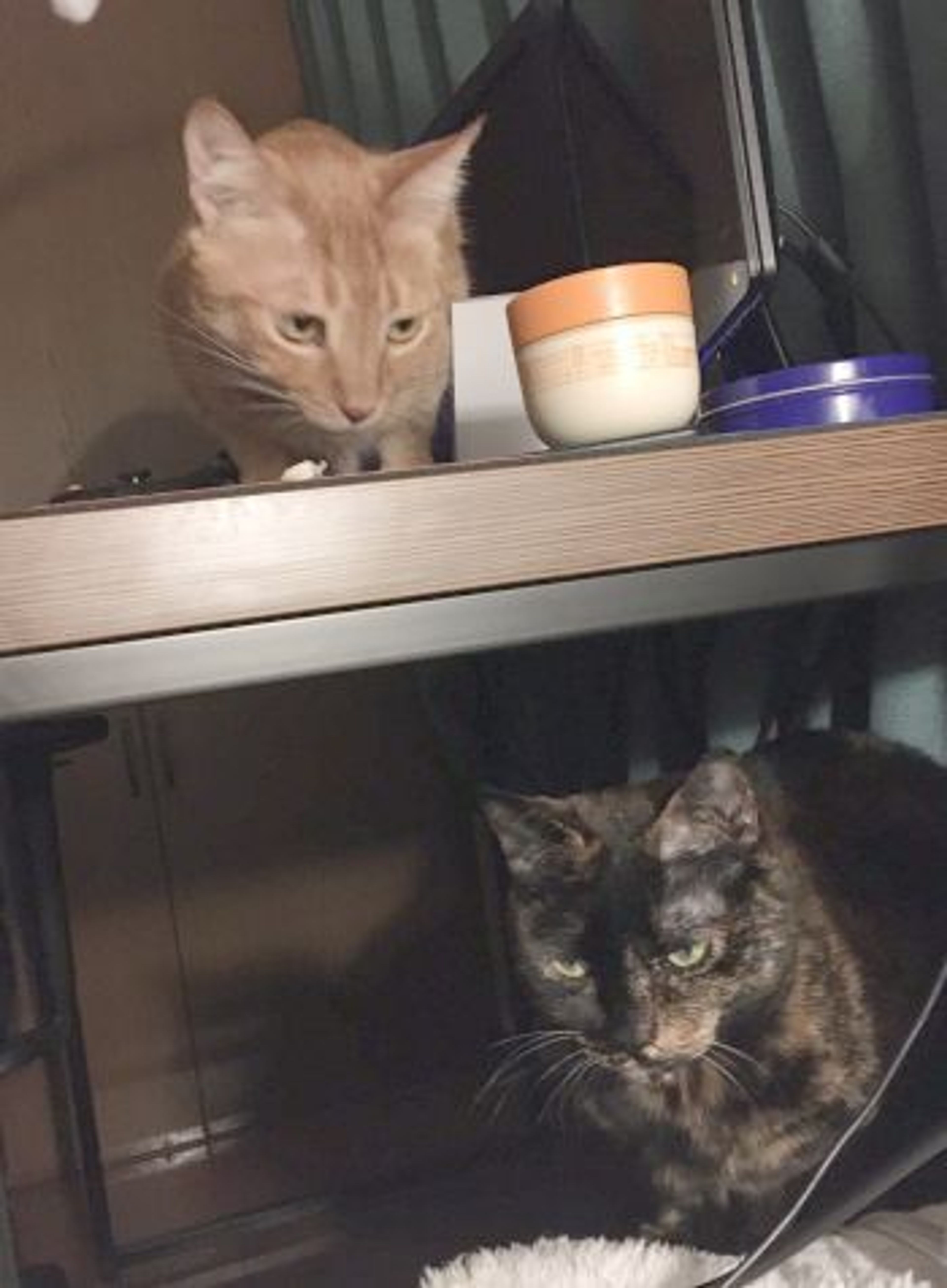 雑種（ミックス猫）・メスの里親募集の写真