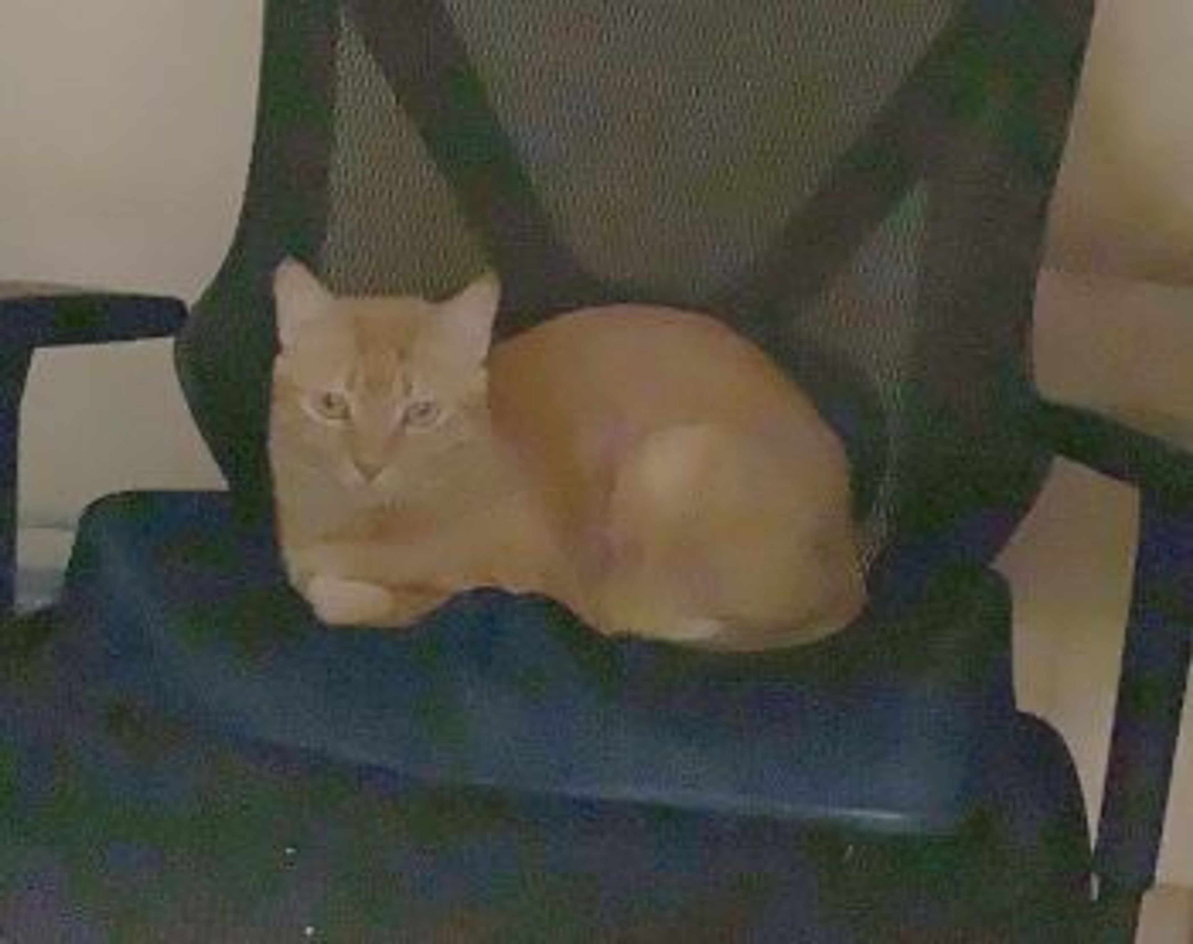 pet-image-3