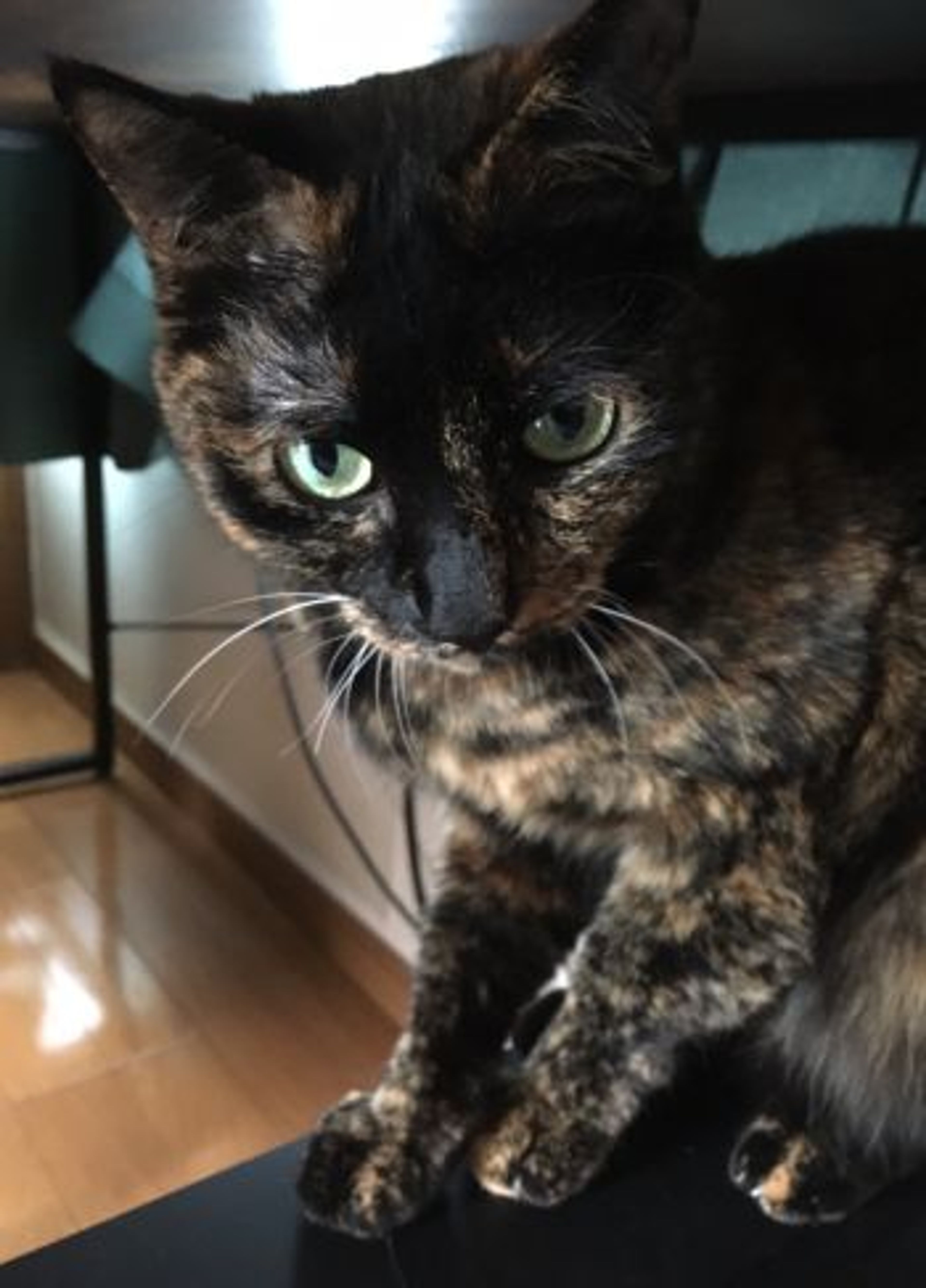 pet-image-5