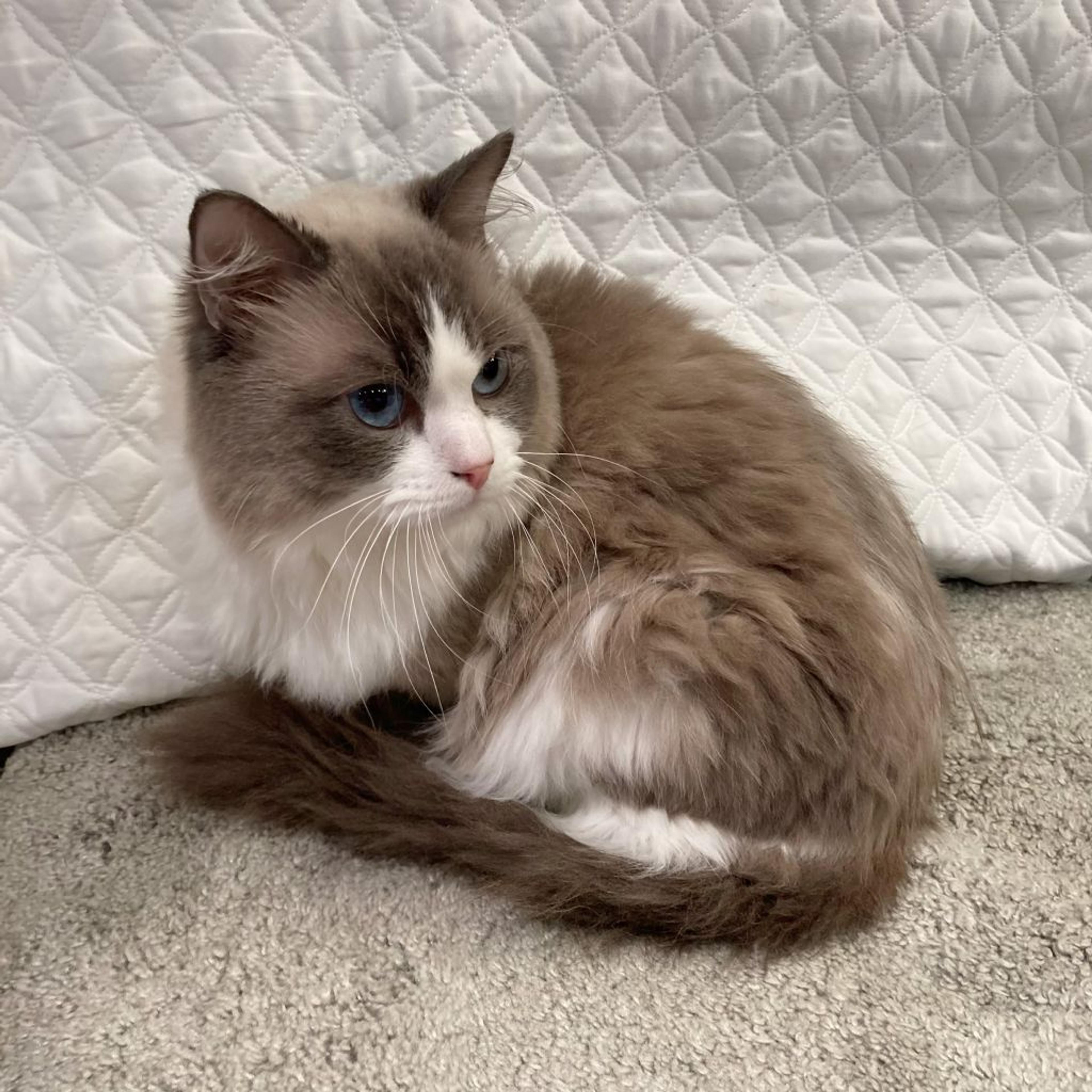 pet-image-3