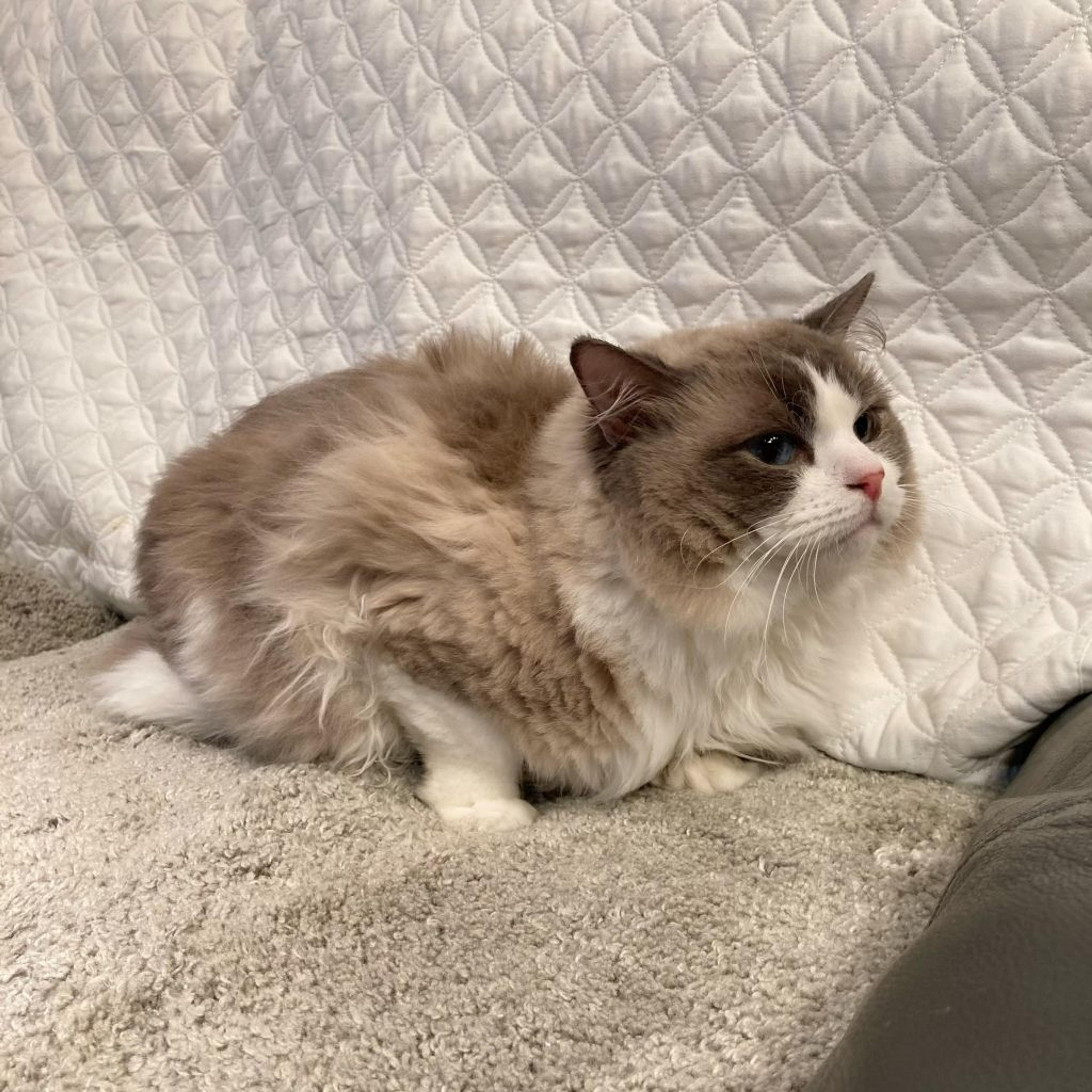 pet-image-6