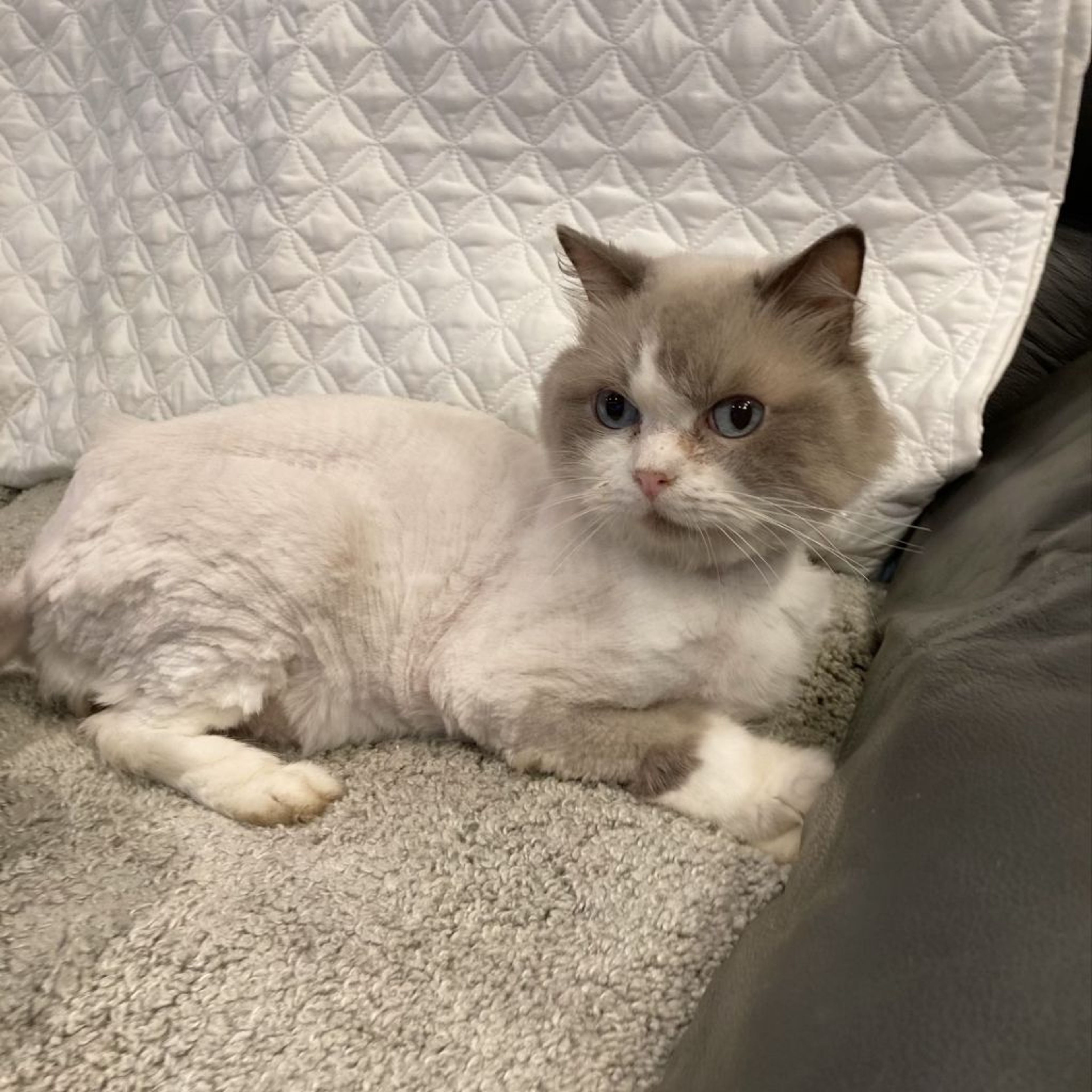 pet-image-4