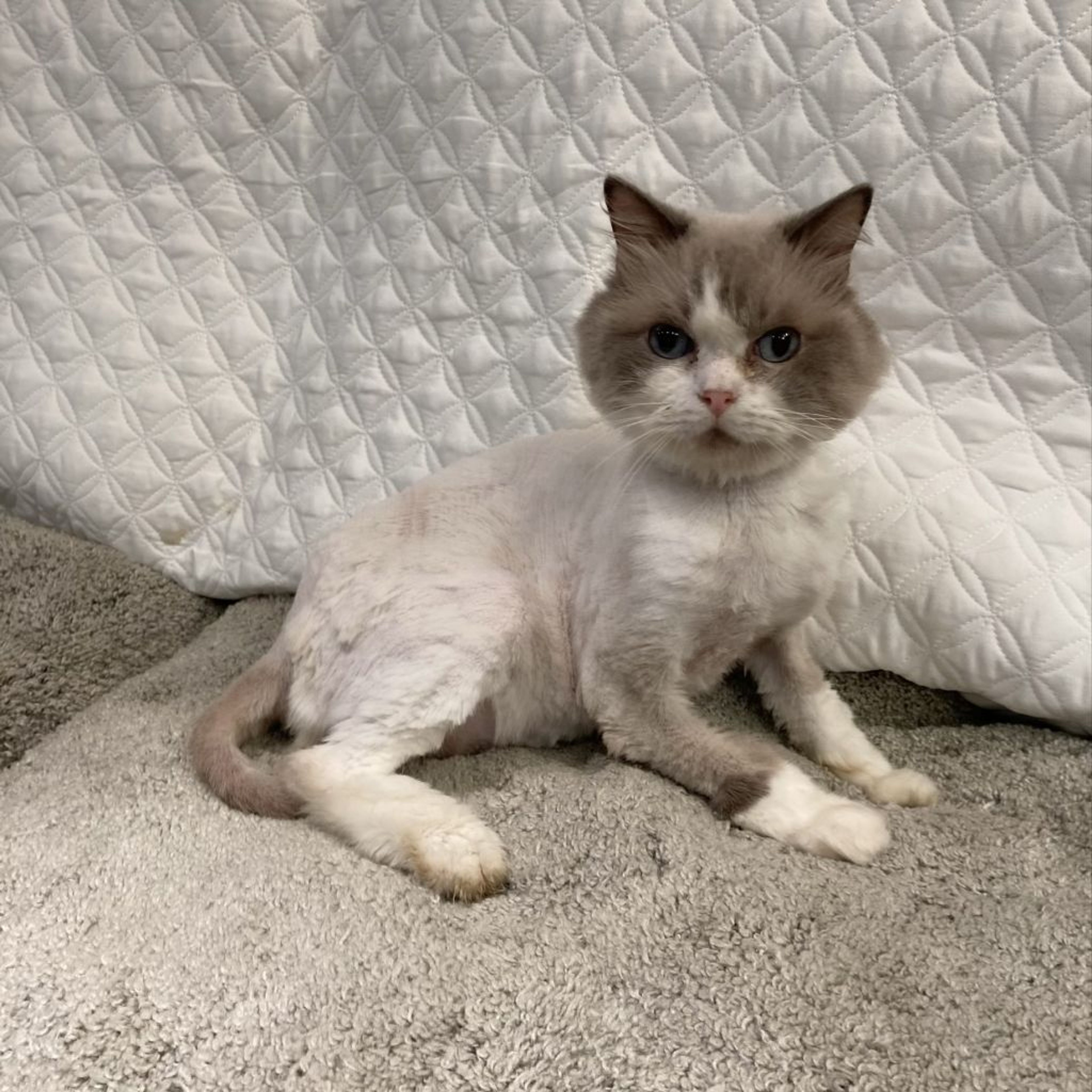 pet-image-5