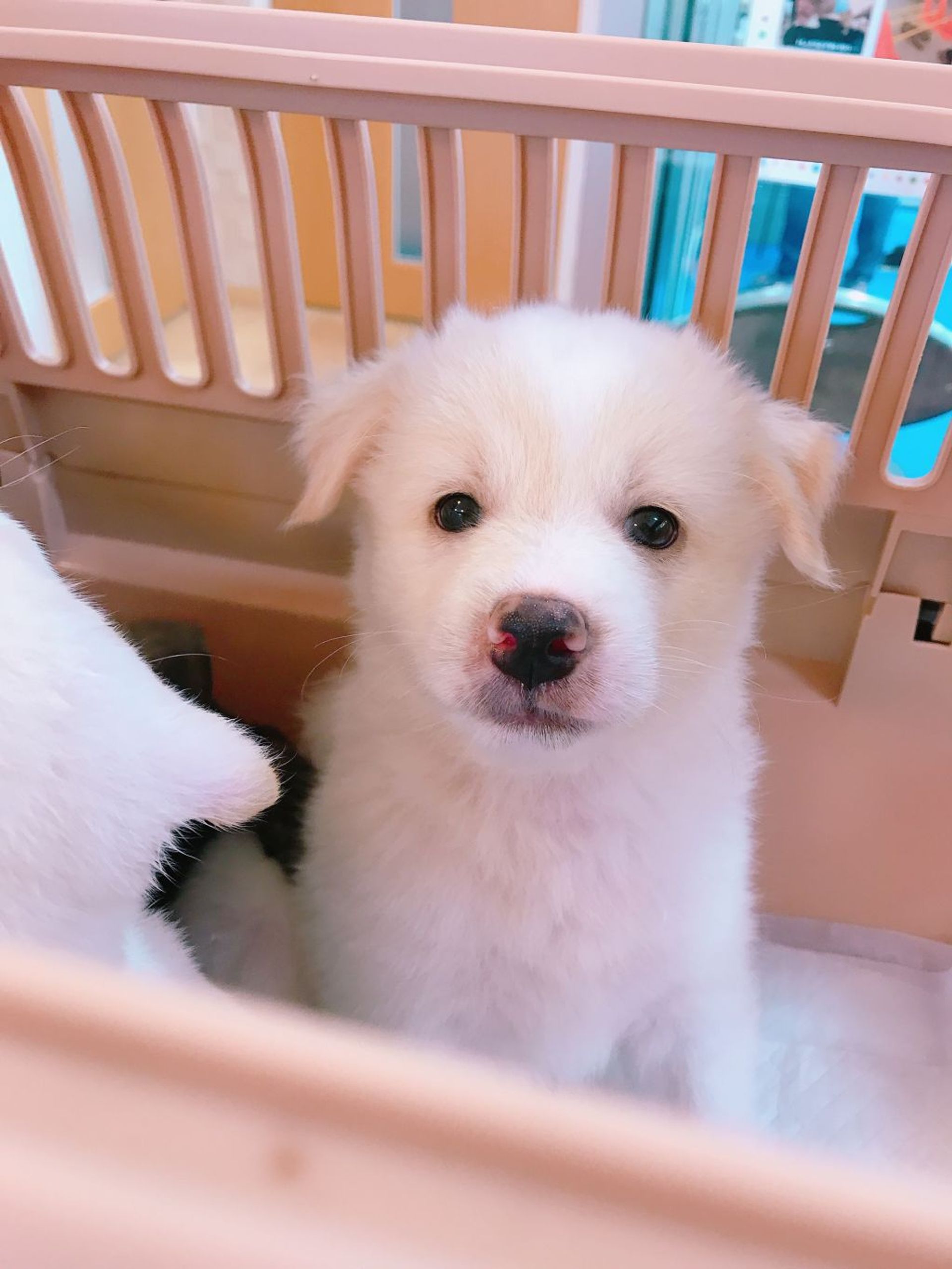 雑種（ミックス犬）・オスの里親募集の写真