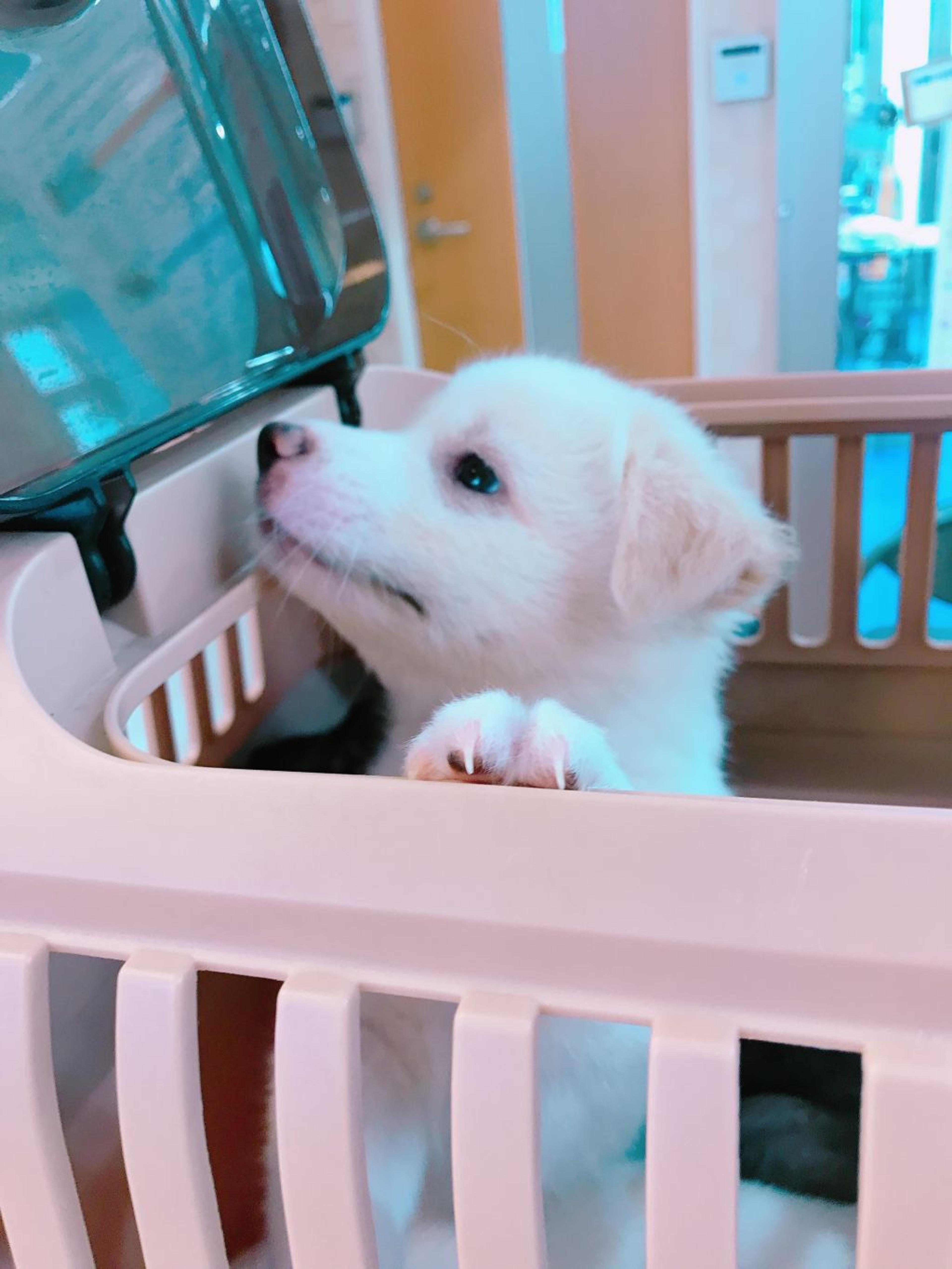 pet-image-2