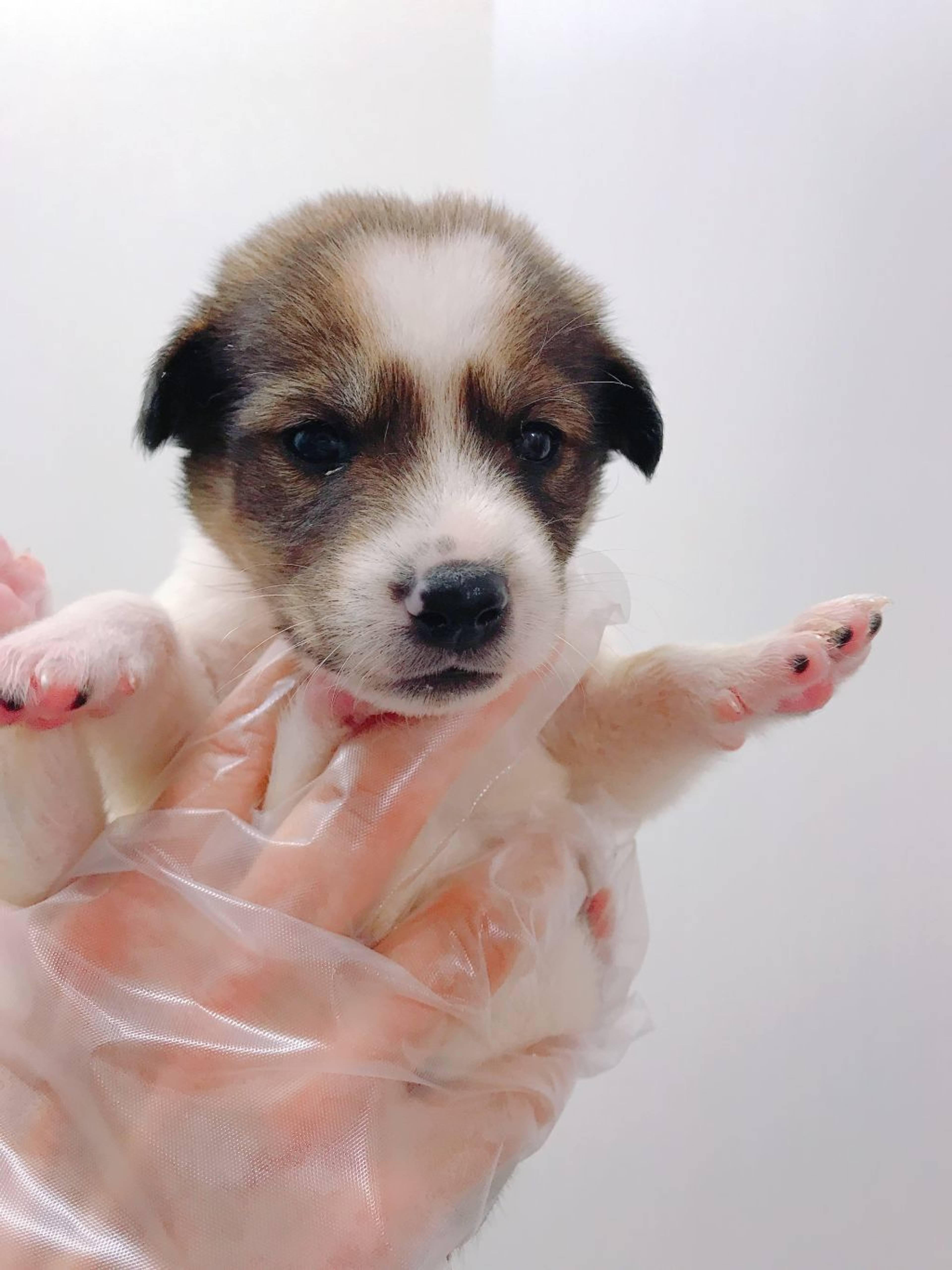 雑種（ミックス犬）・メスの里親募集の写真