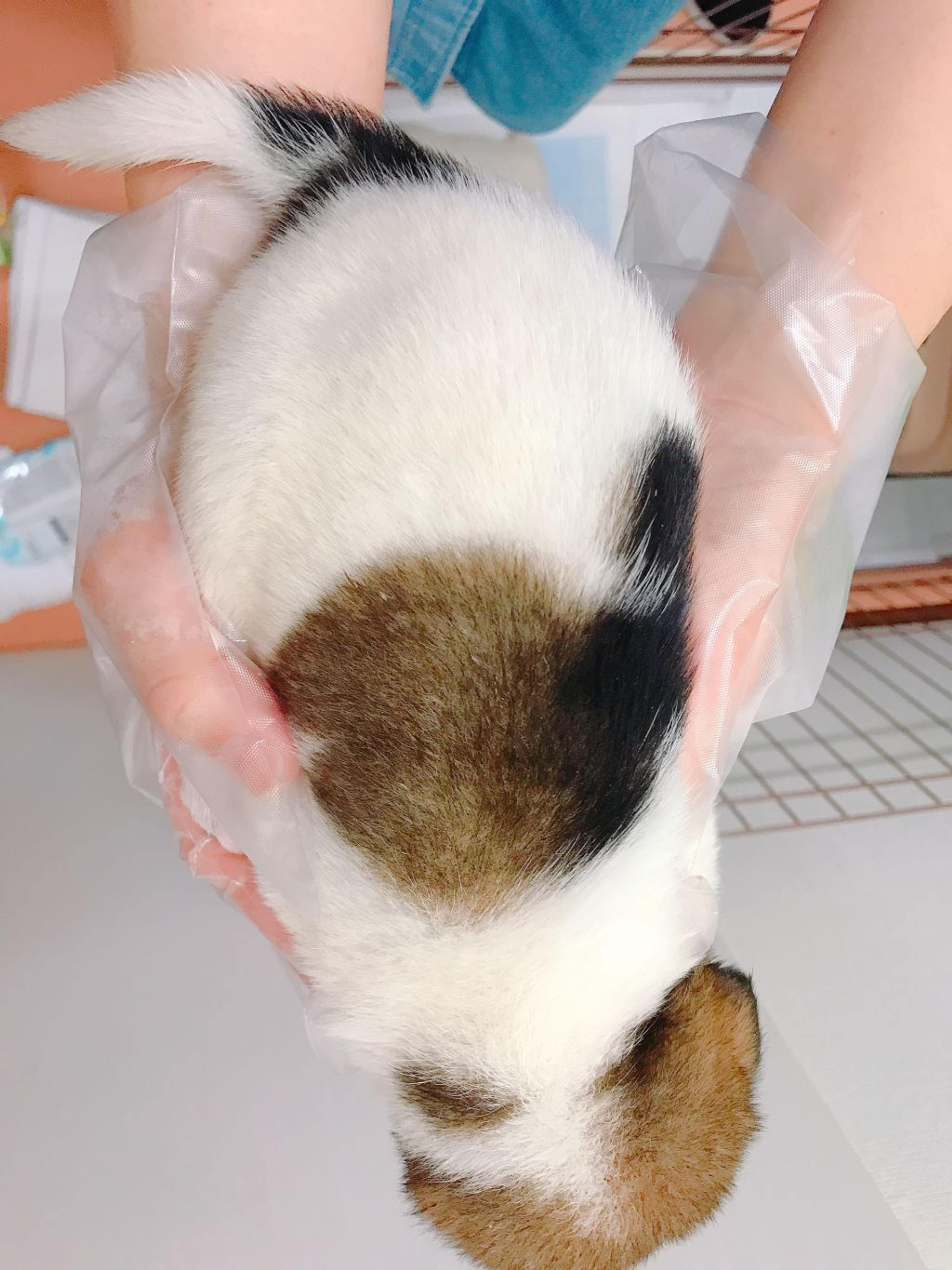 pet-image-2