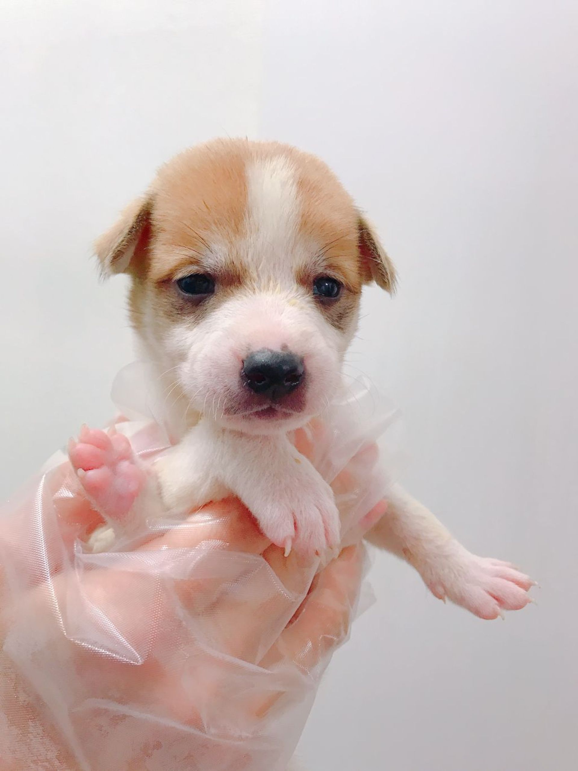 雑種（ミックス犬）・メスの里親募集の写真