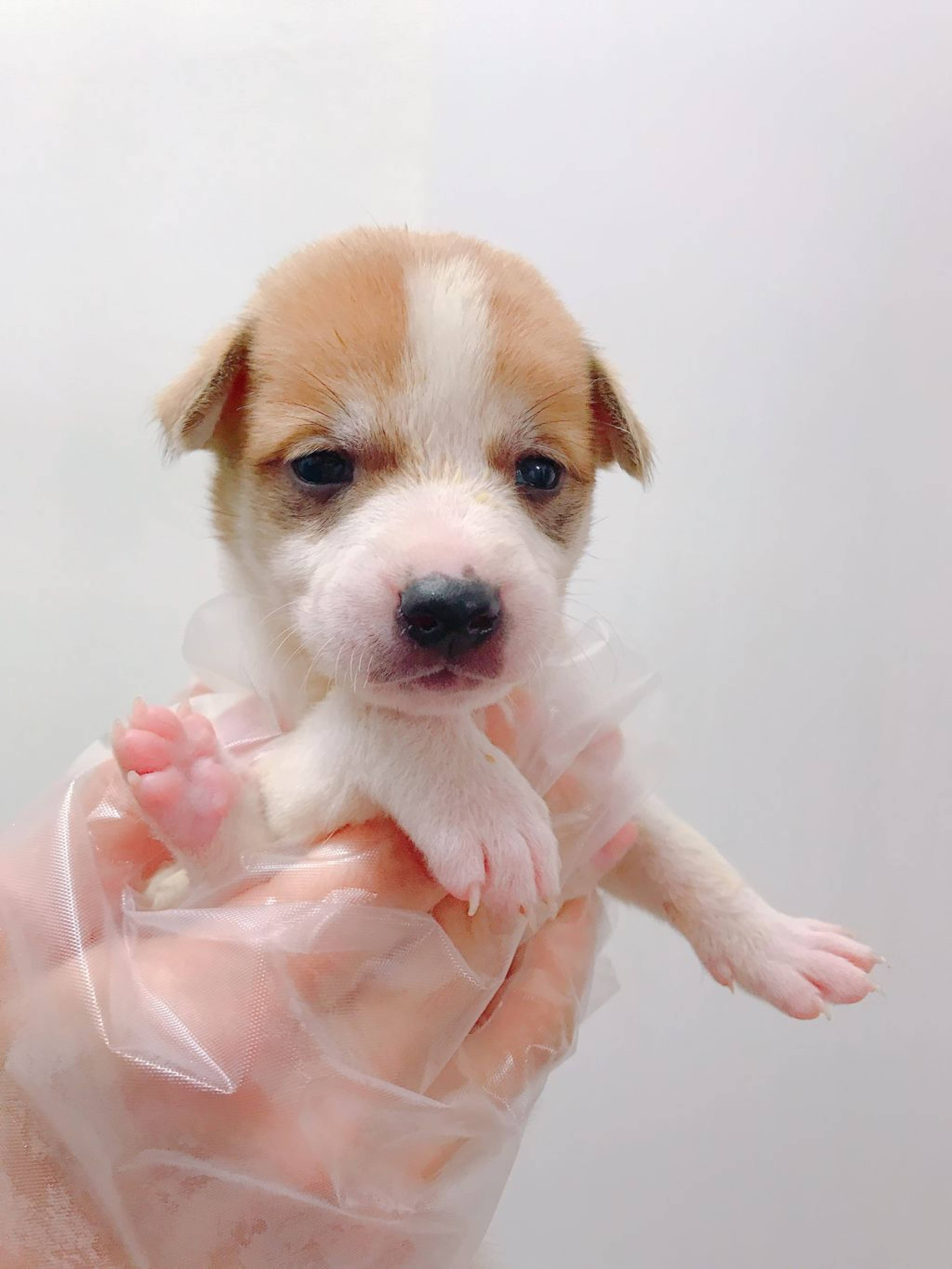 雑種（ミックス犬）・メスの里親募集の写真
