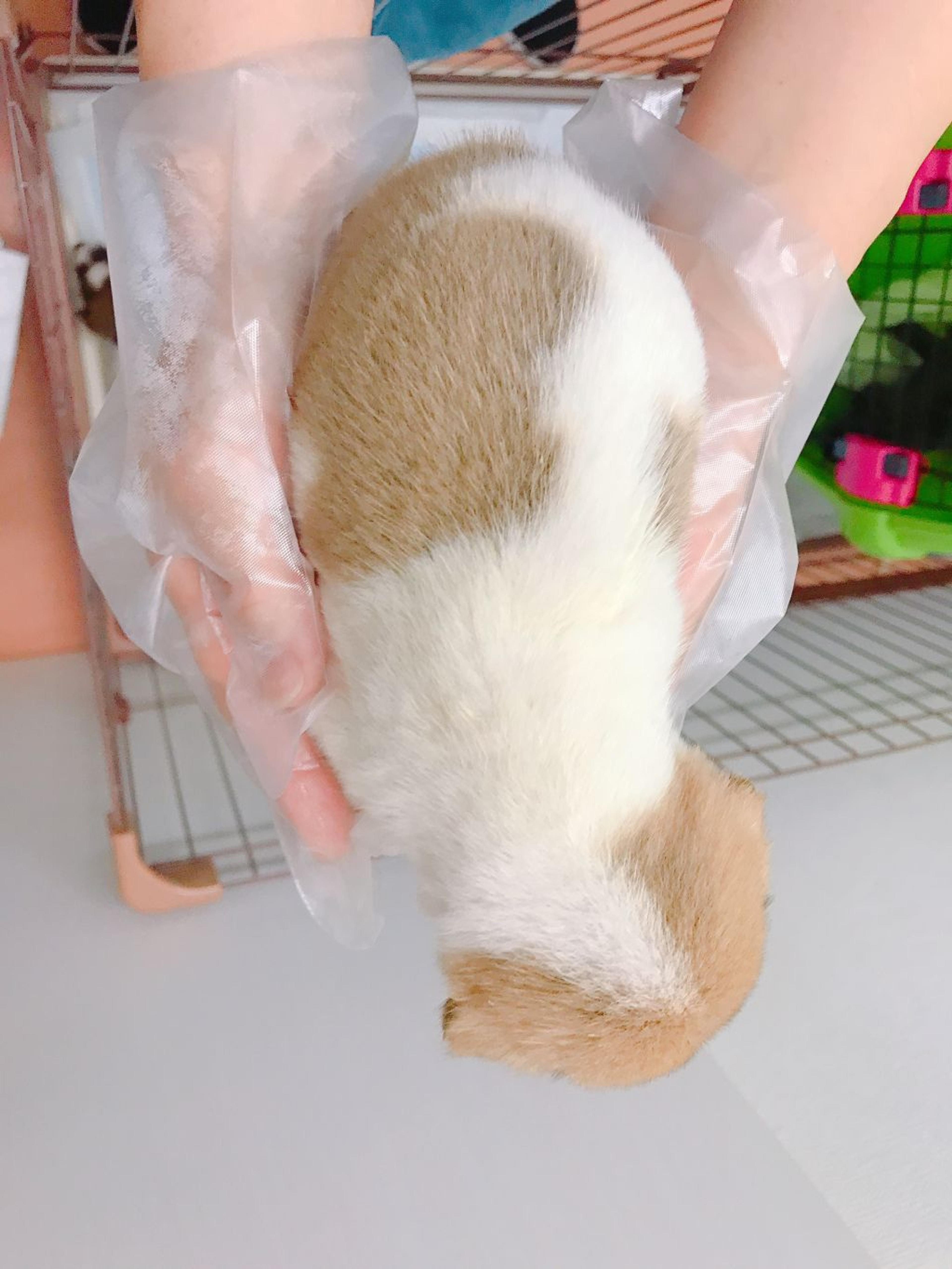 pet-image-2