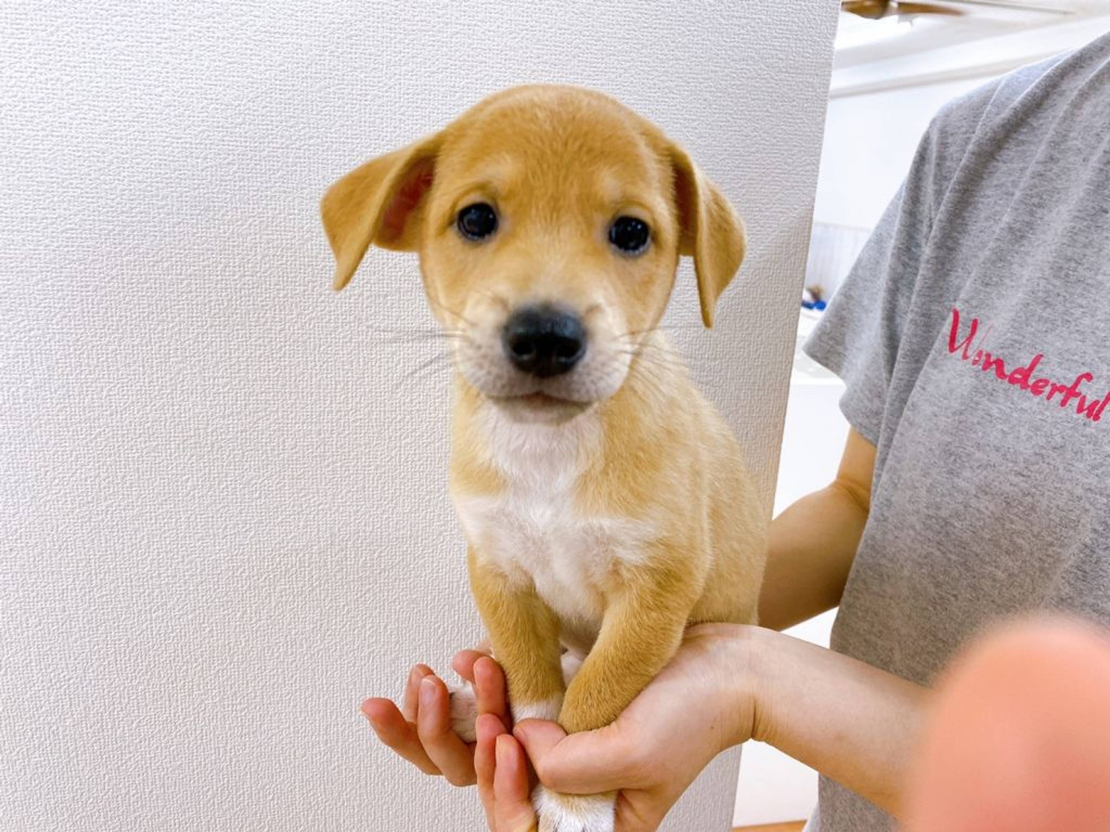 雑種（ミックス犬）・オスの里親募集の写真
