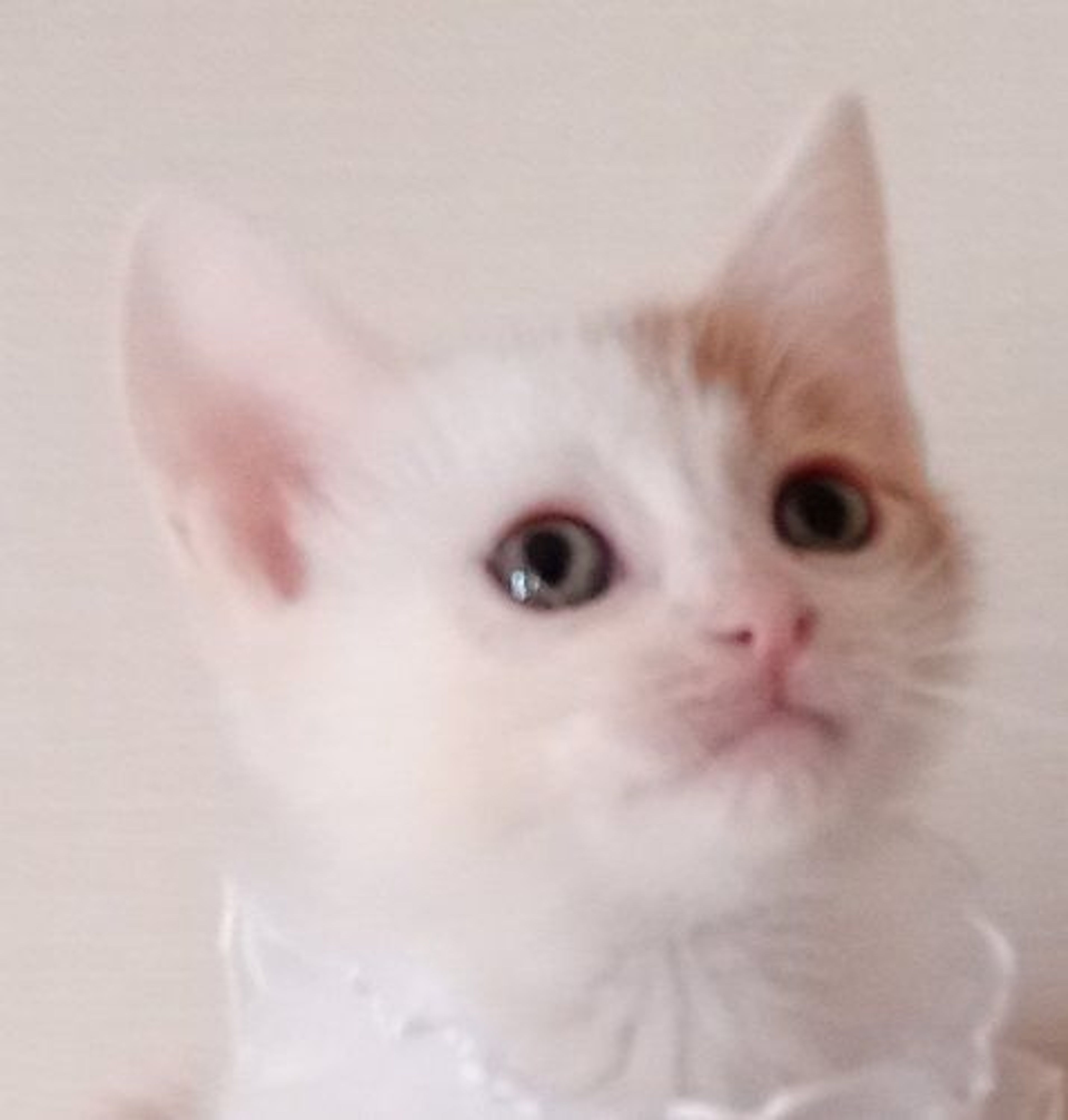 雑種（ミックス猫）・オスの里親募集の写真