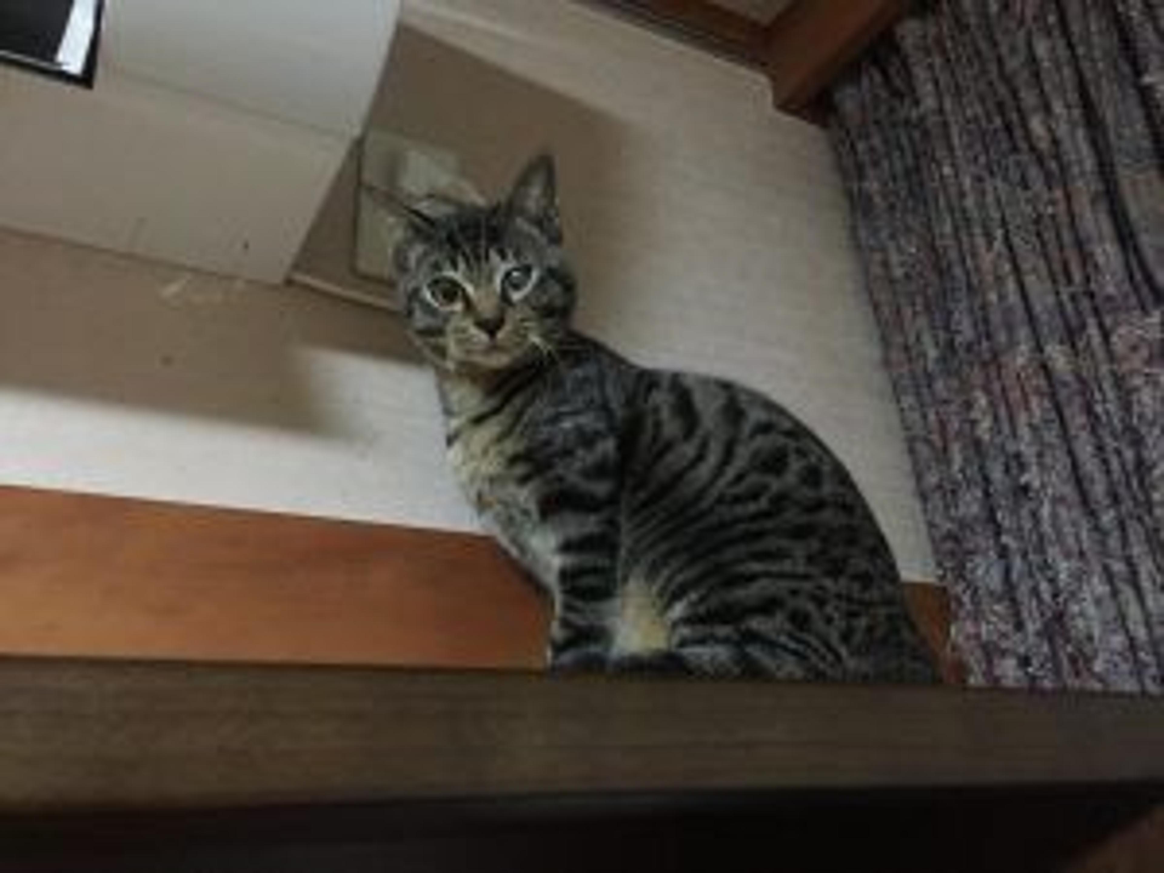 pet-image-2