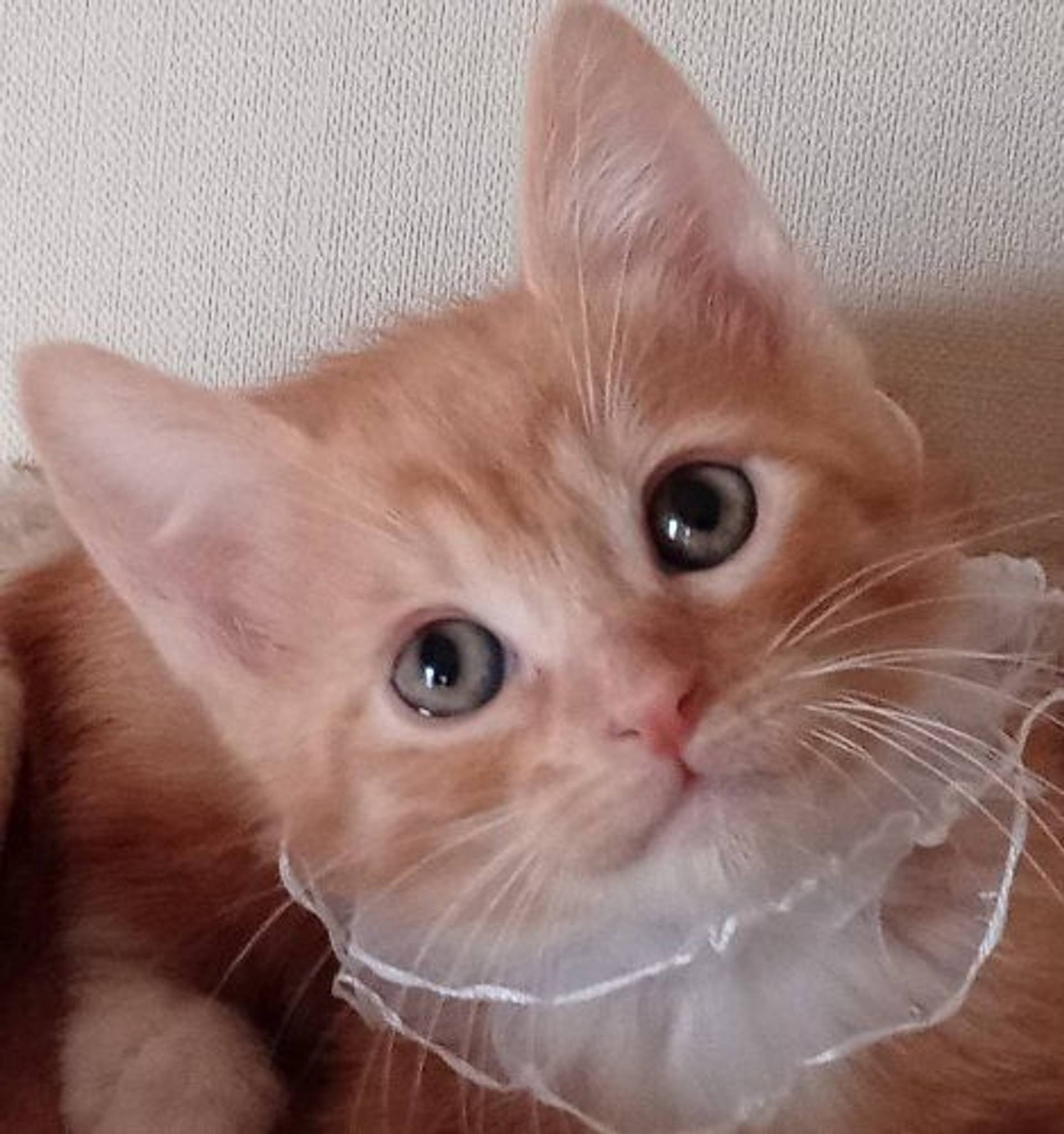 雑種（ミックス猫）・オスの里親募集の写真