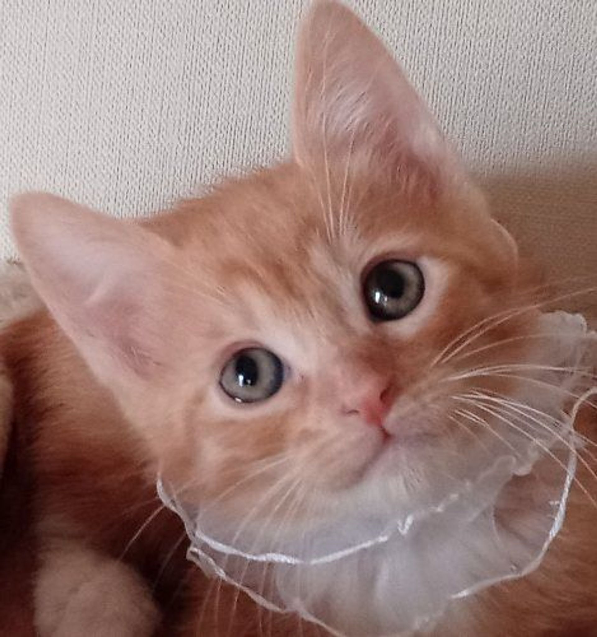雑種（ミックス猫）・オスの里親募集の写真