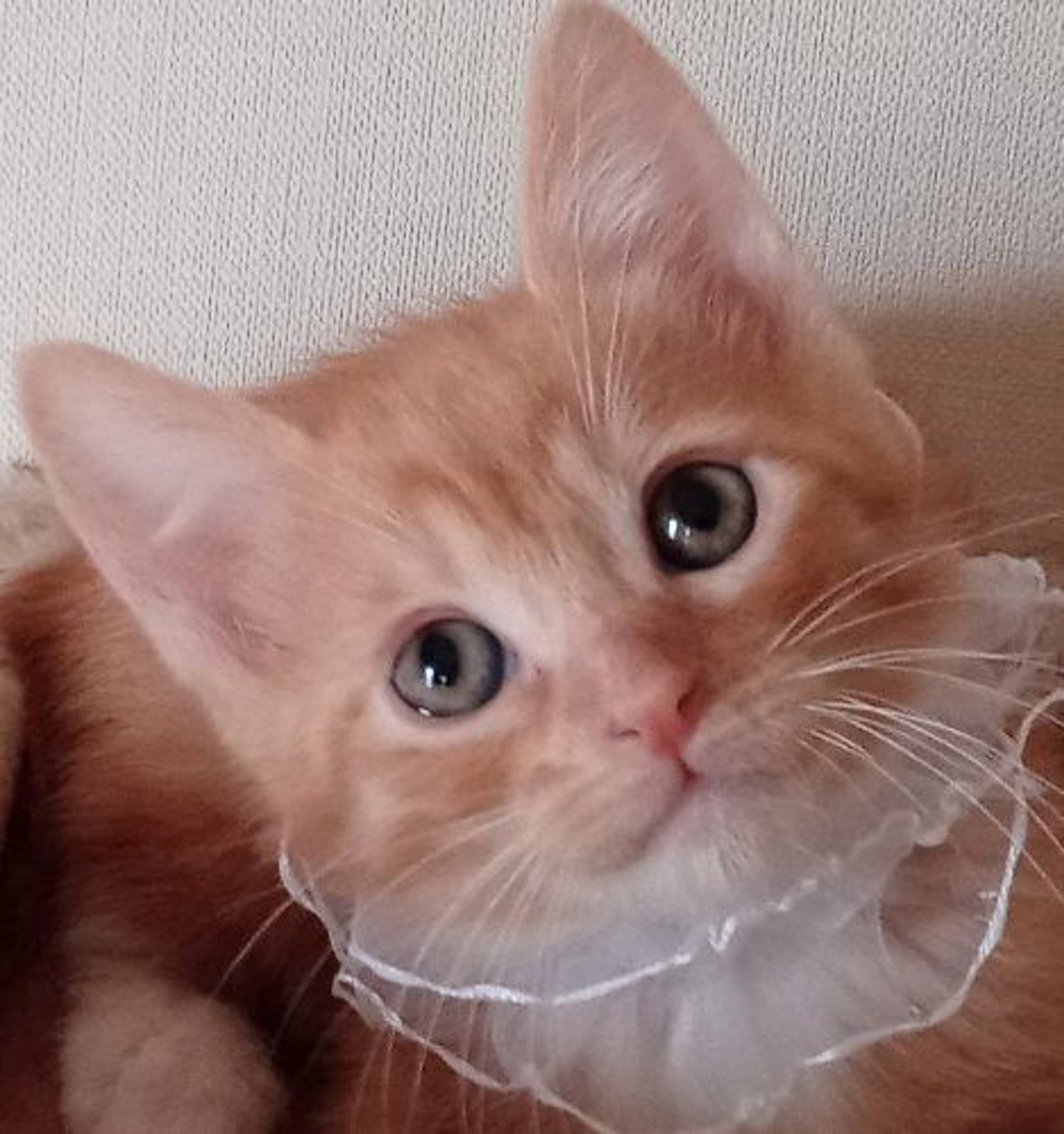 雑種（ミックス猫）・オスの里親募集の写真