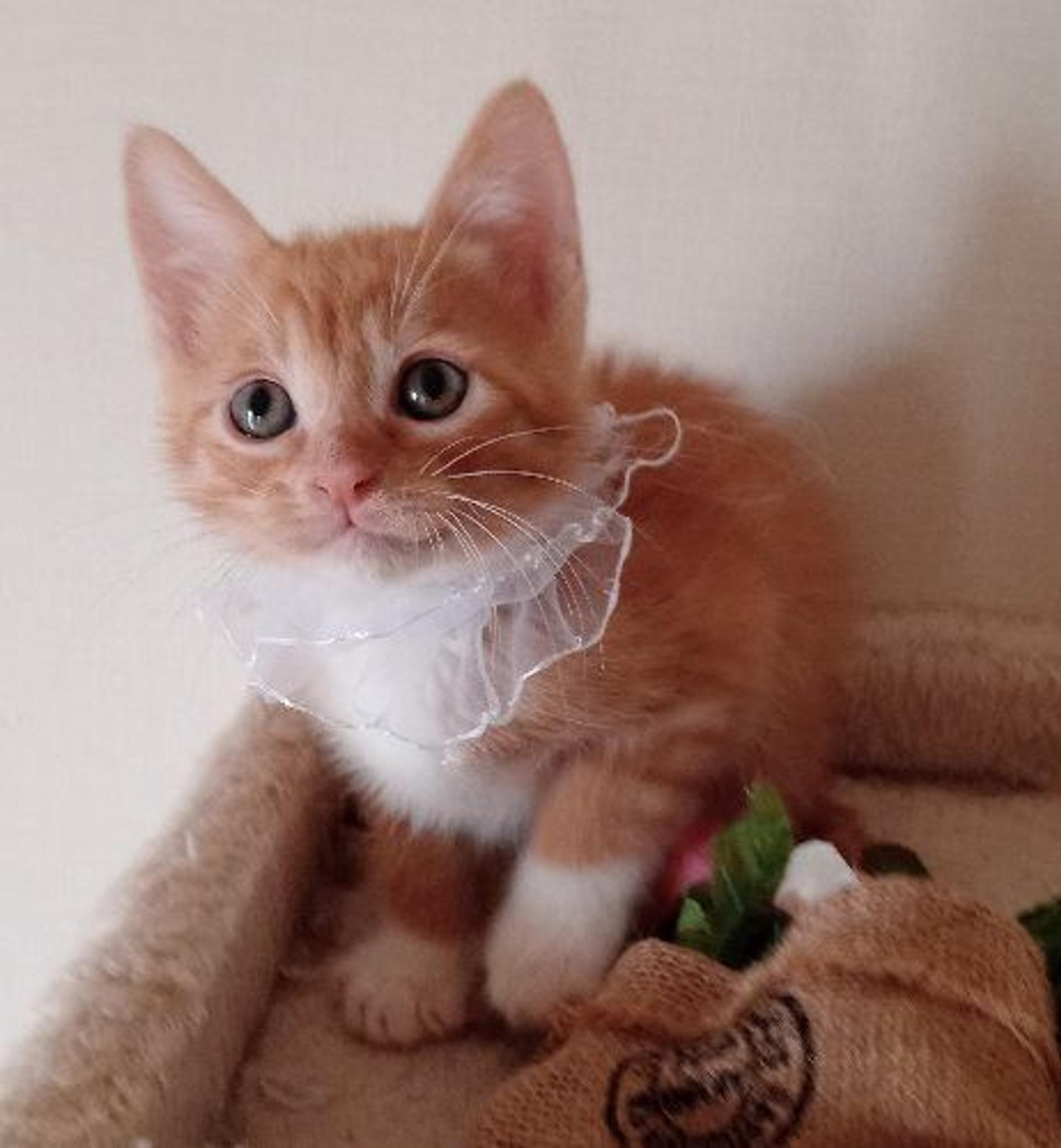 pet-image-4