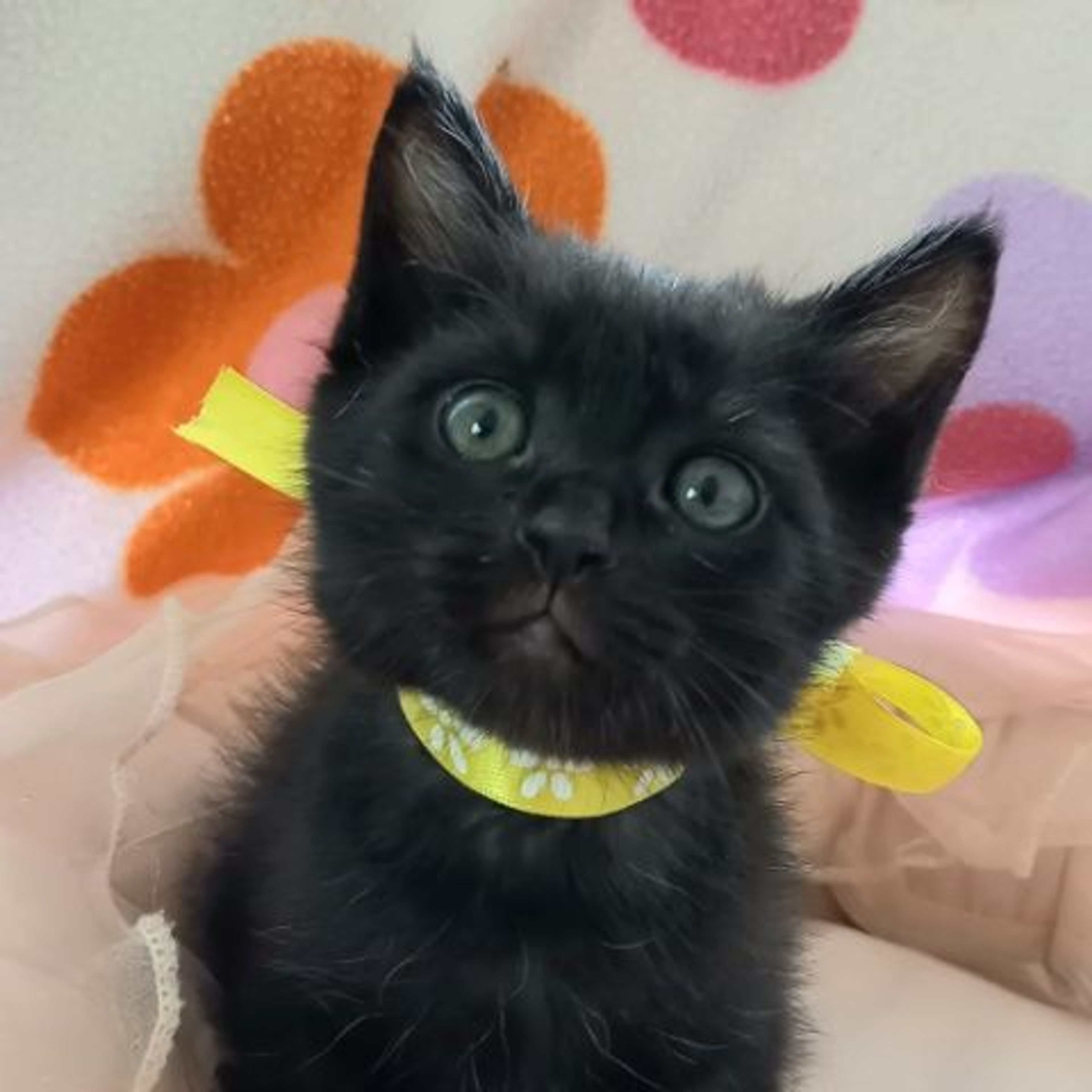 雑種（ミックス猫）・メスの里親募集の写真